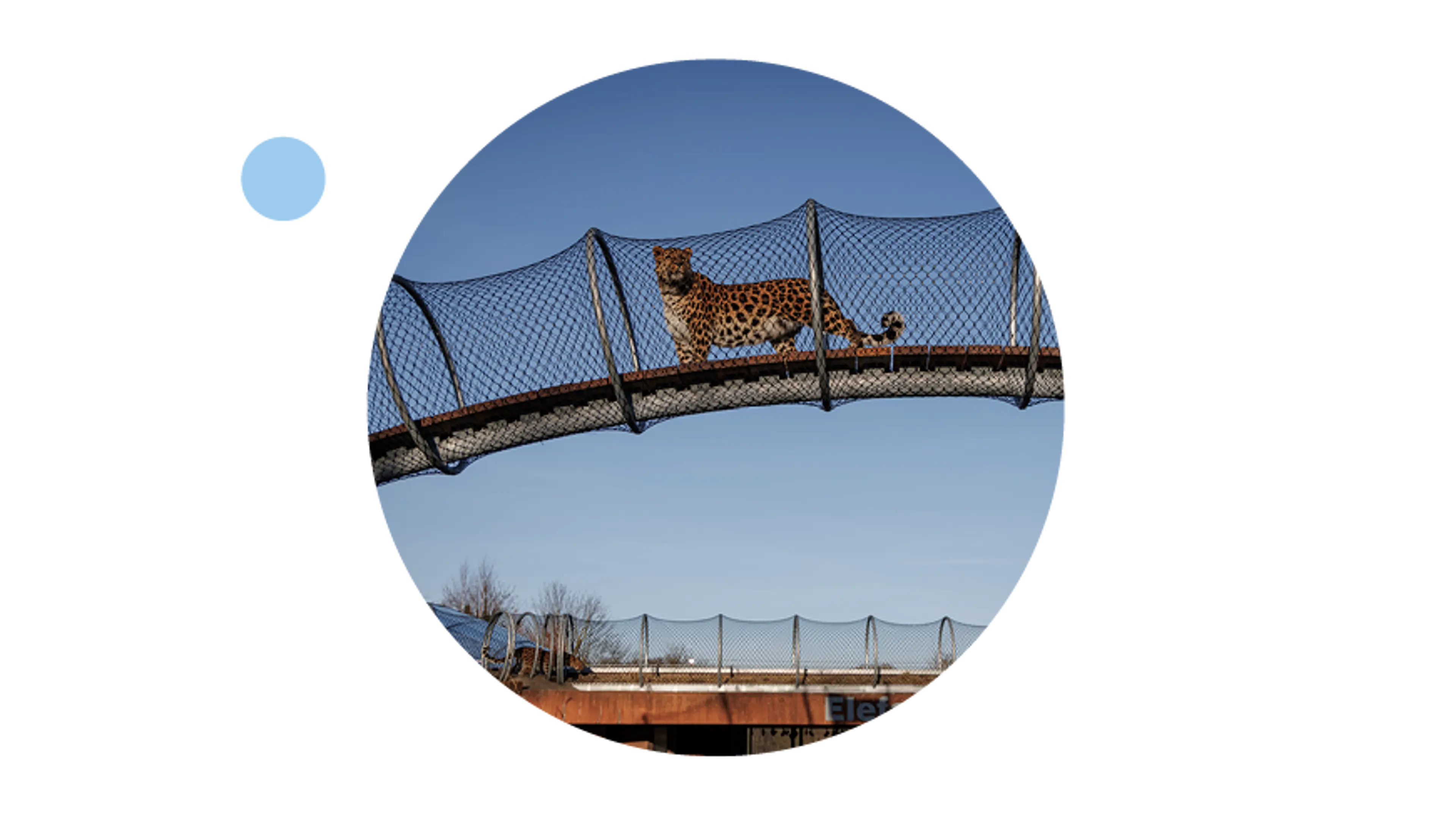 Besøgende kan se op på leopard over sig på Leopardstien, Zoologisk Have København