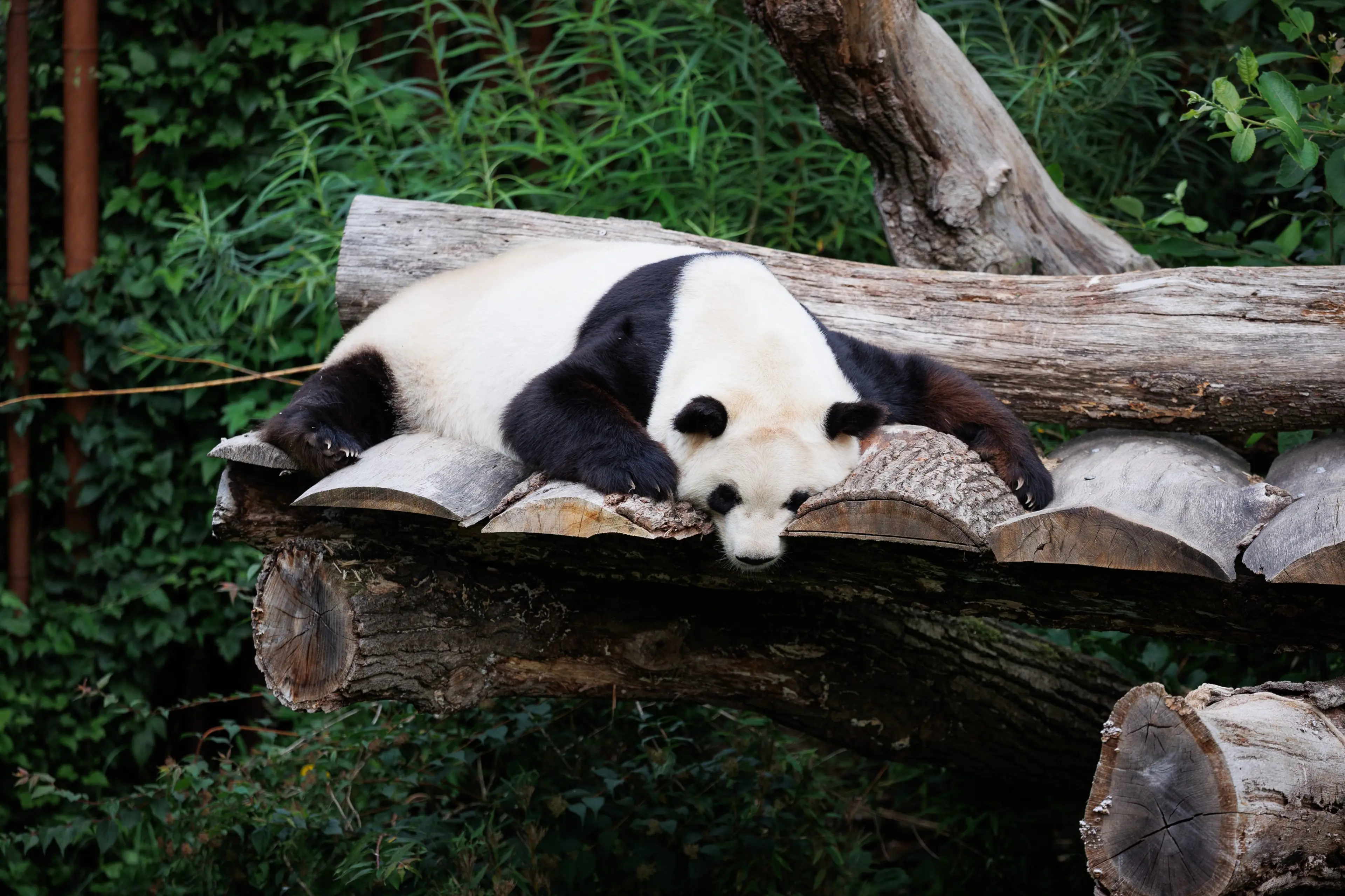 Mao Sun i Zoologisk Have København