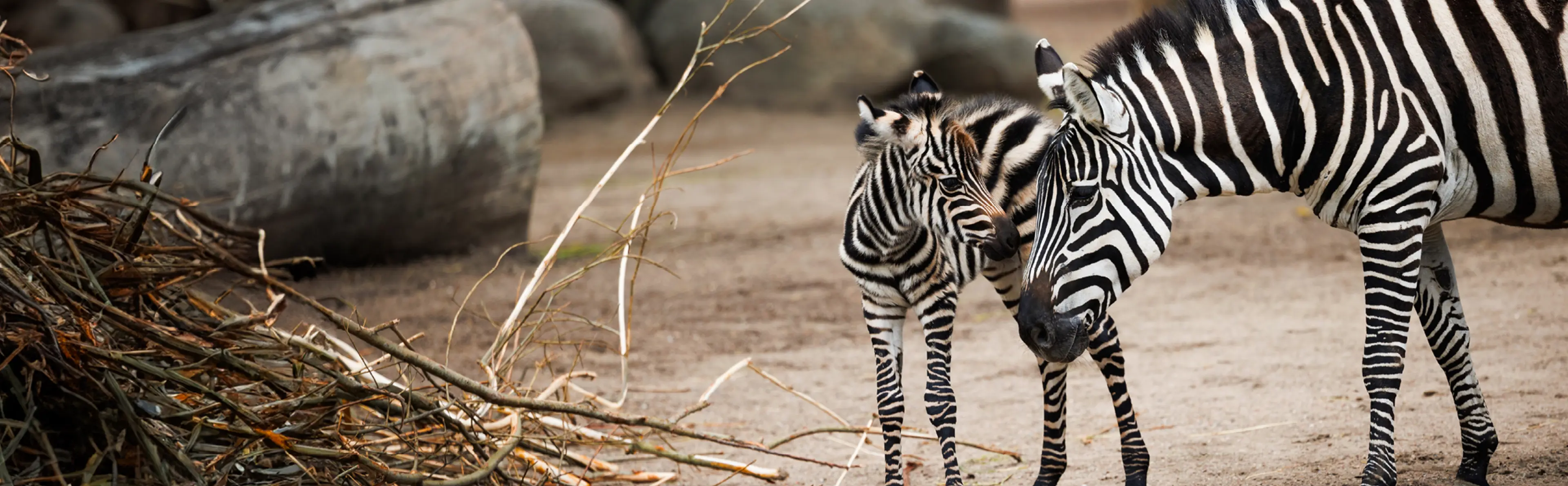 sommer i zoo