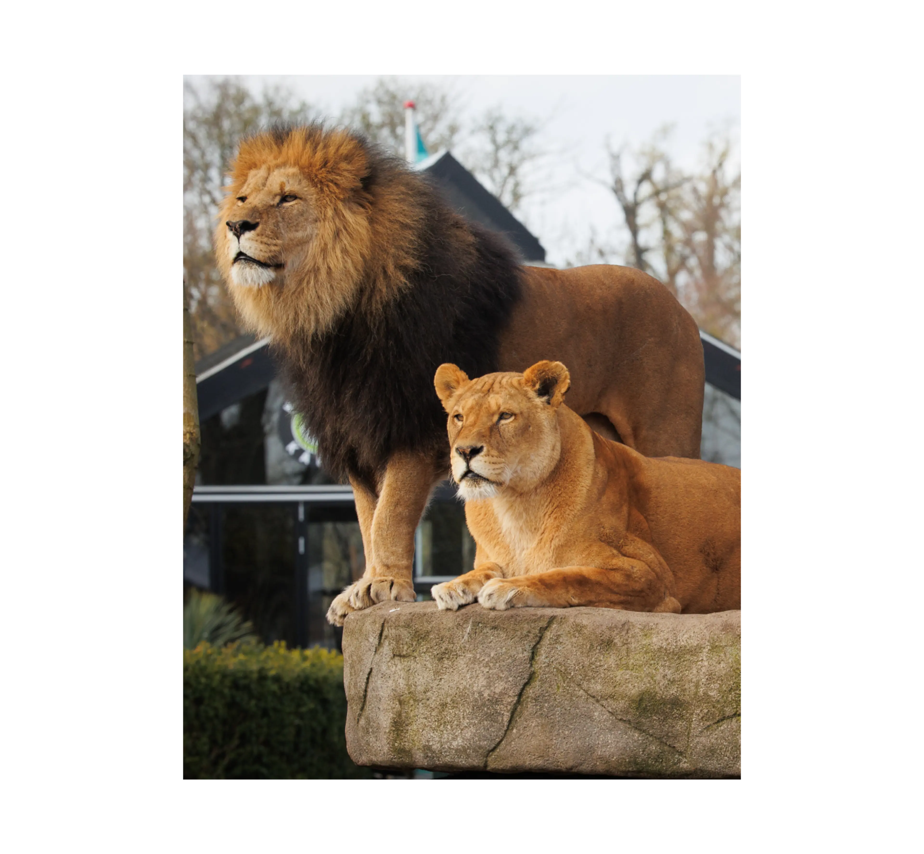 Løver i ZOO
