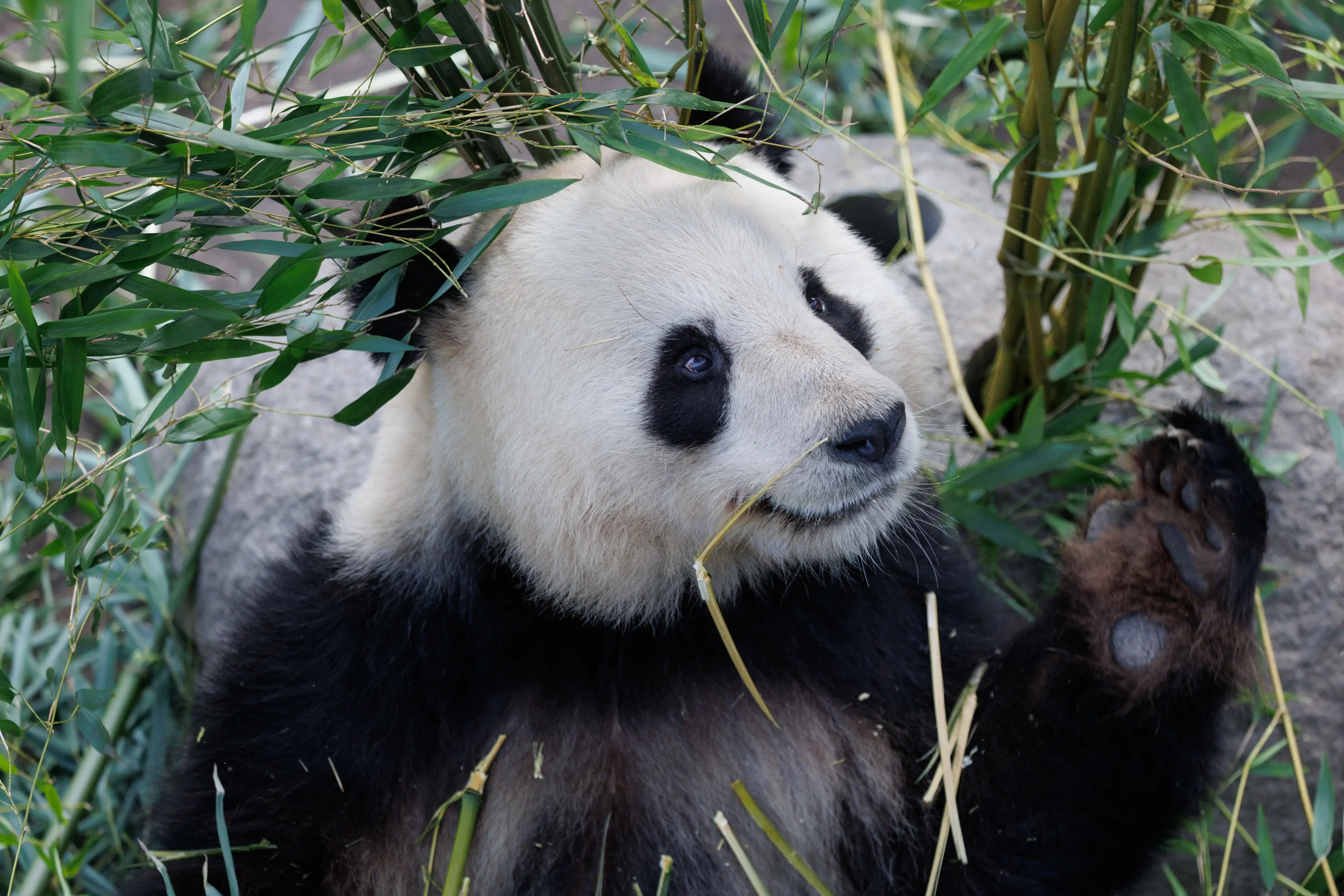Panda i København Zoologiske Have