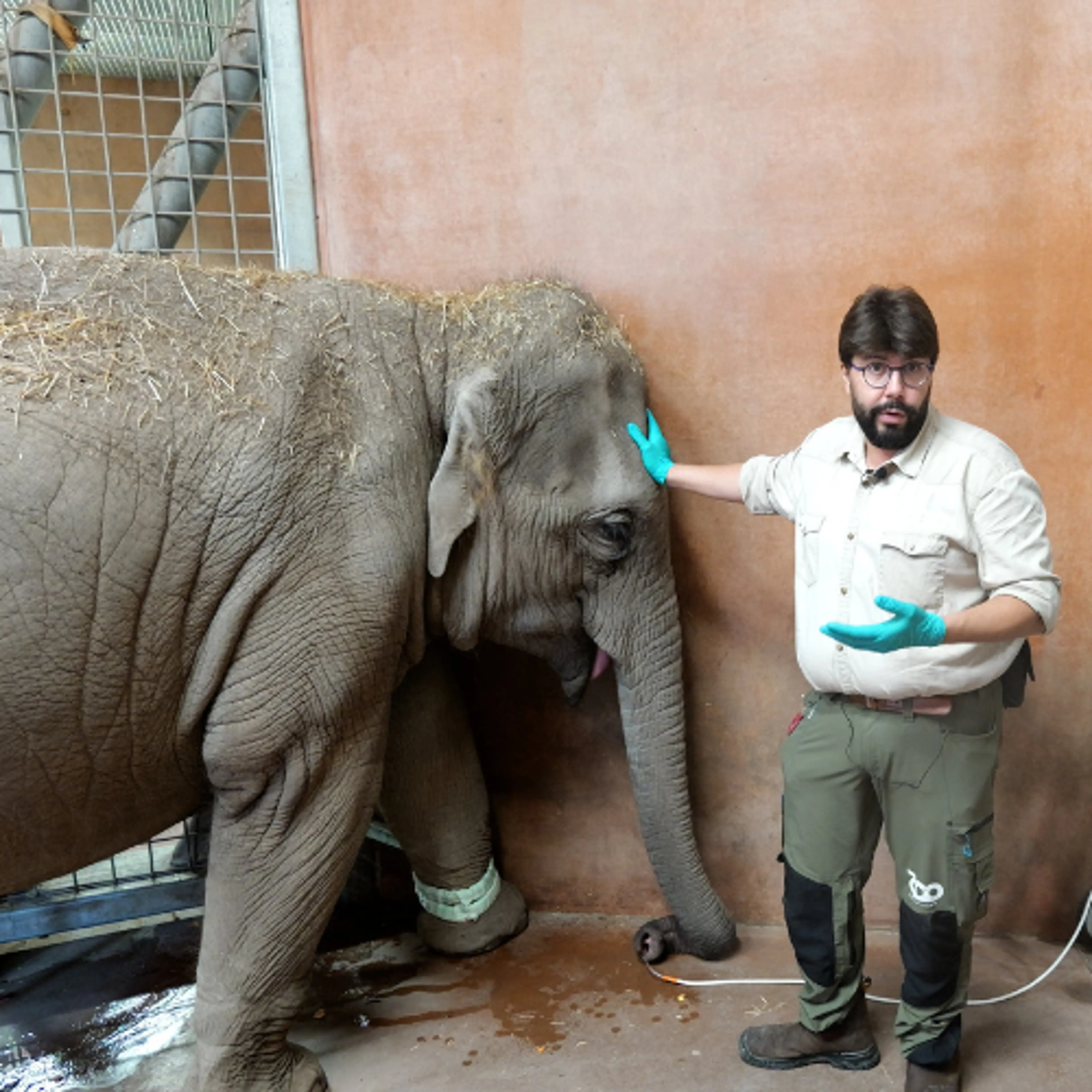 Dyrlæge Stamos og elefantunge