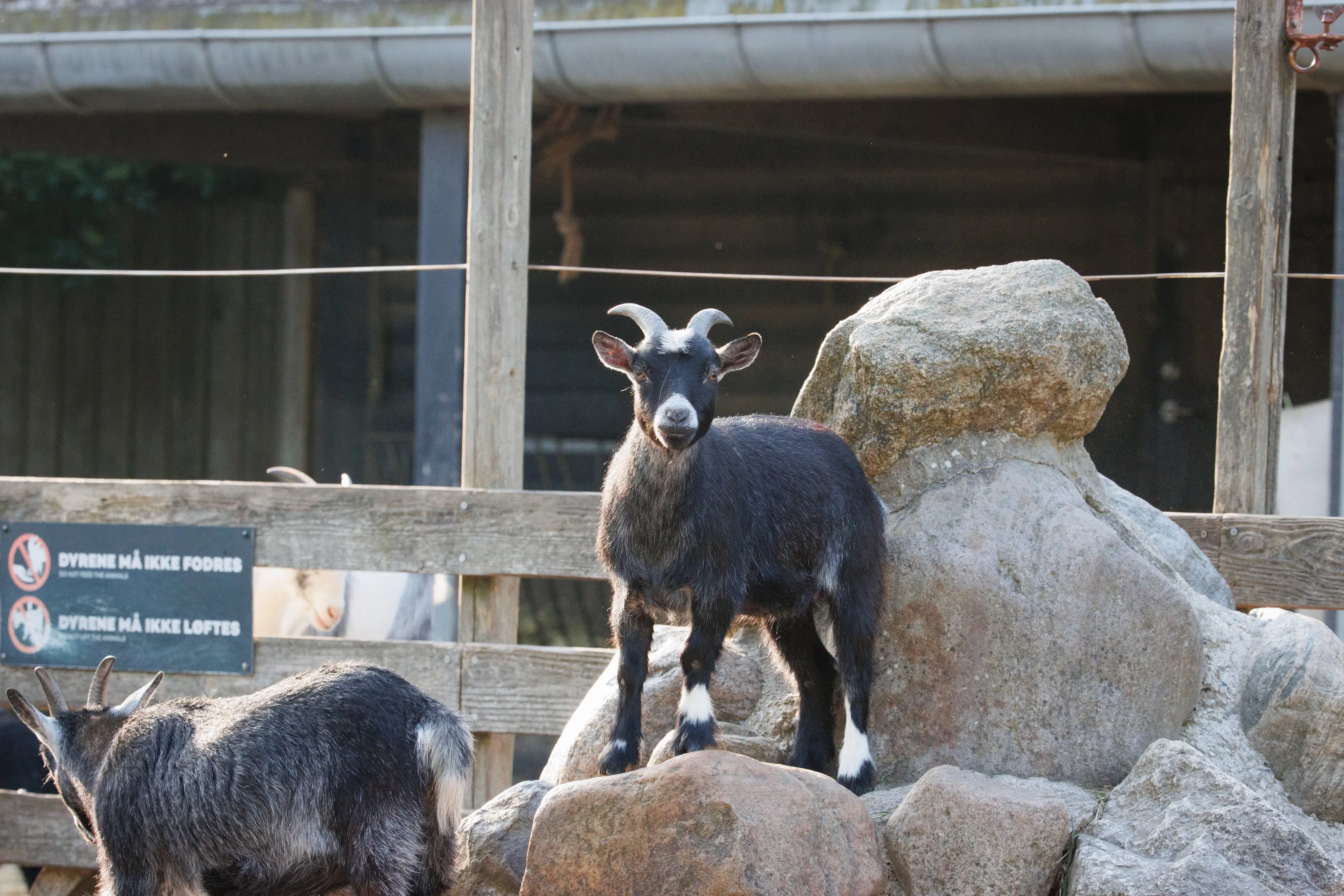 Ged i Børnezoo i København Zoo