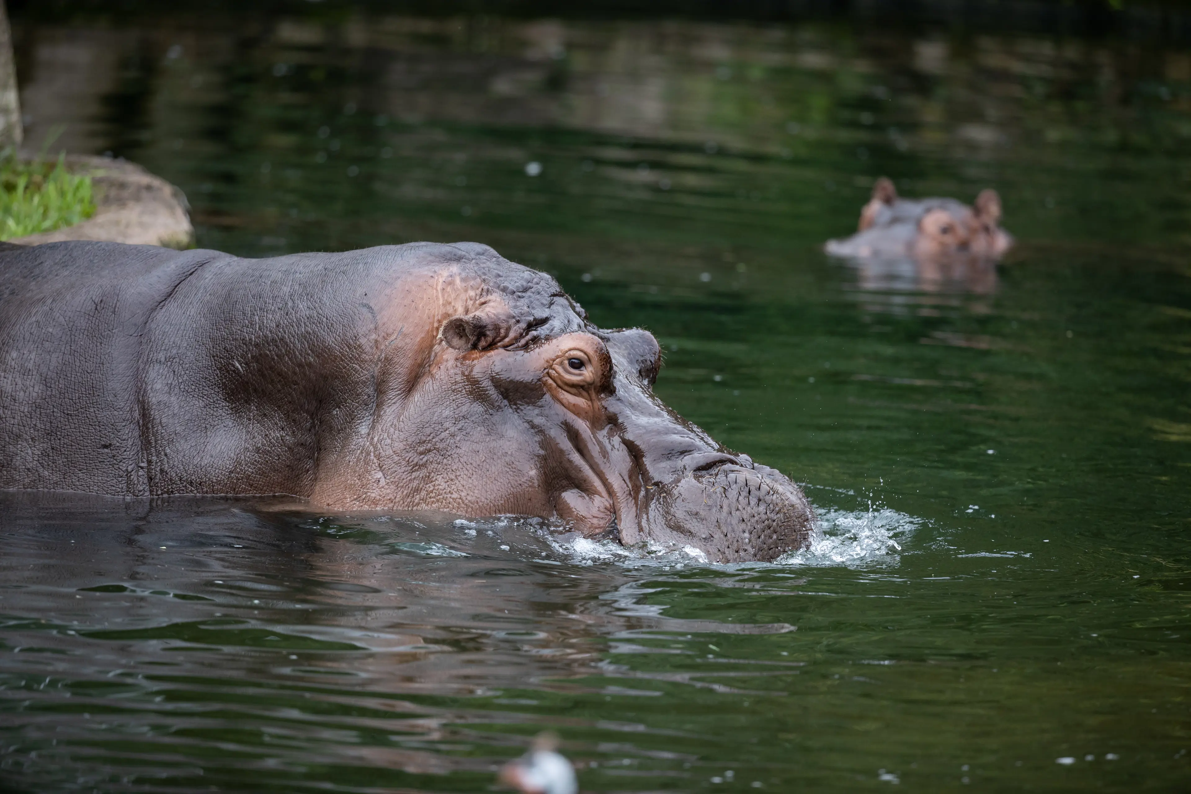 Hippo