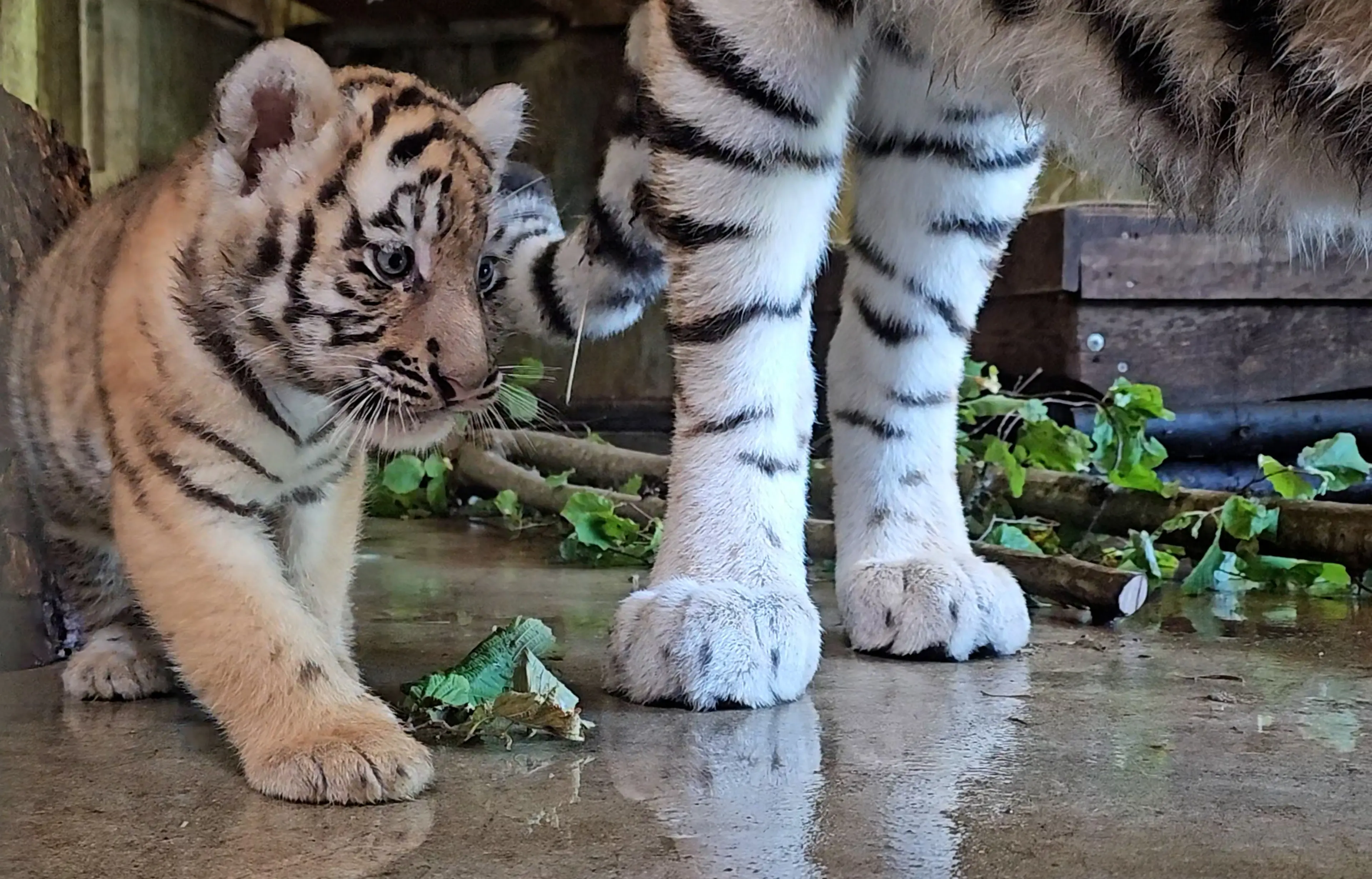 Tigerunge