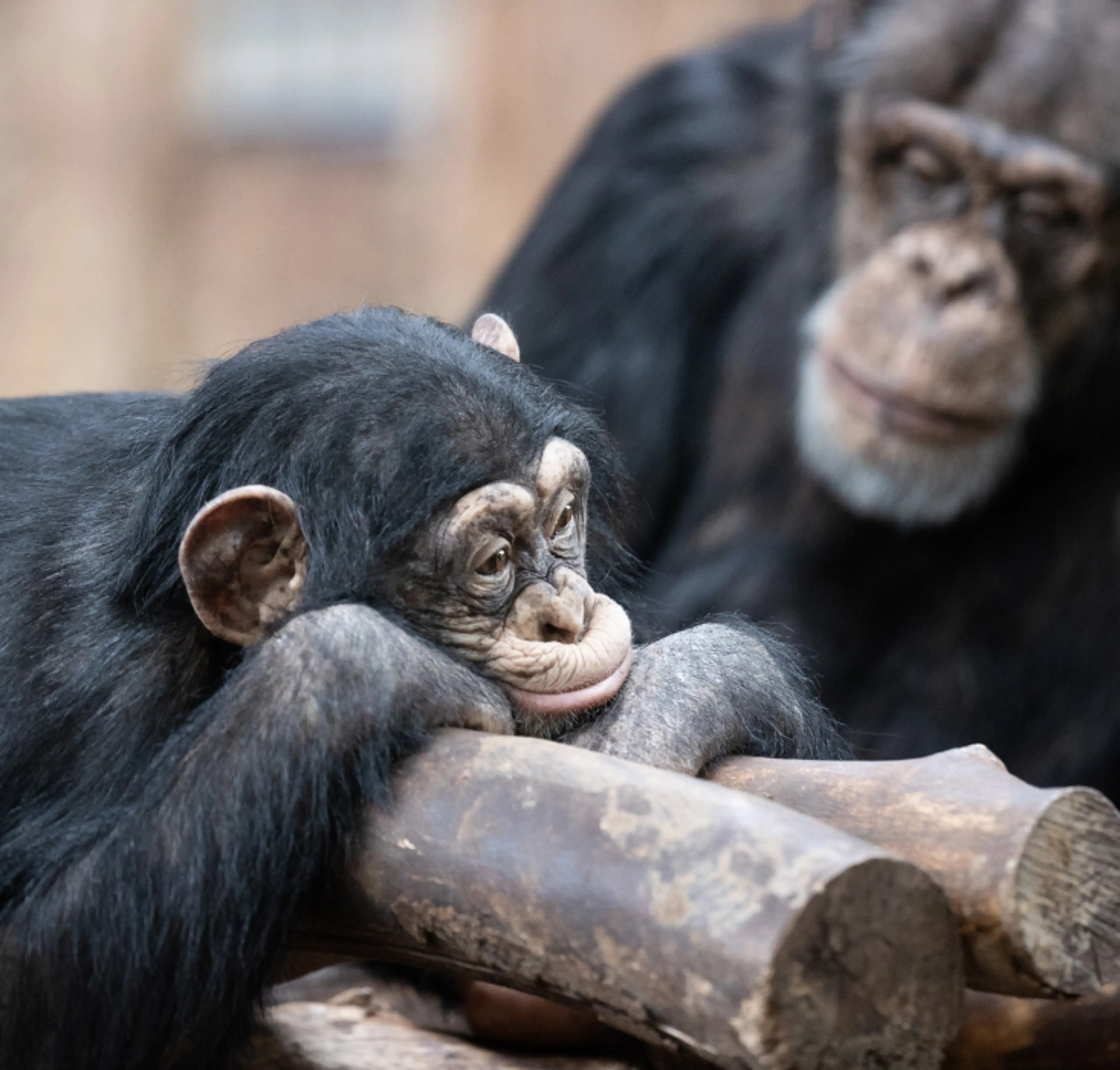 The chimpanzees are often outside in their new enclosure at Copenhagen Zoo