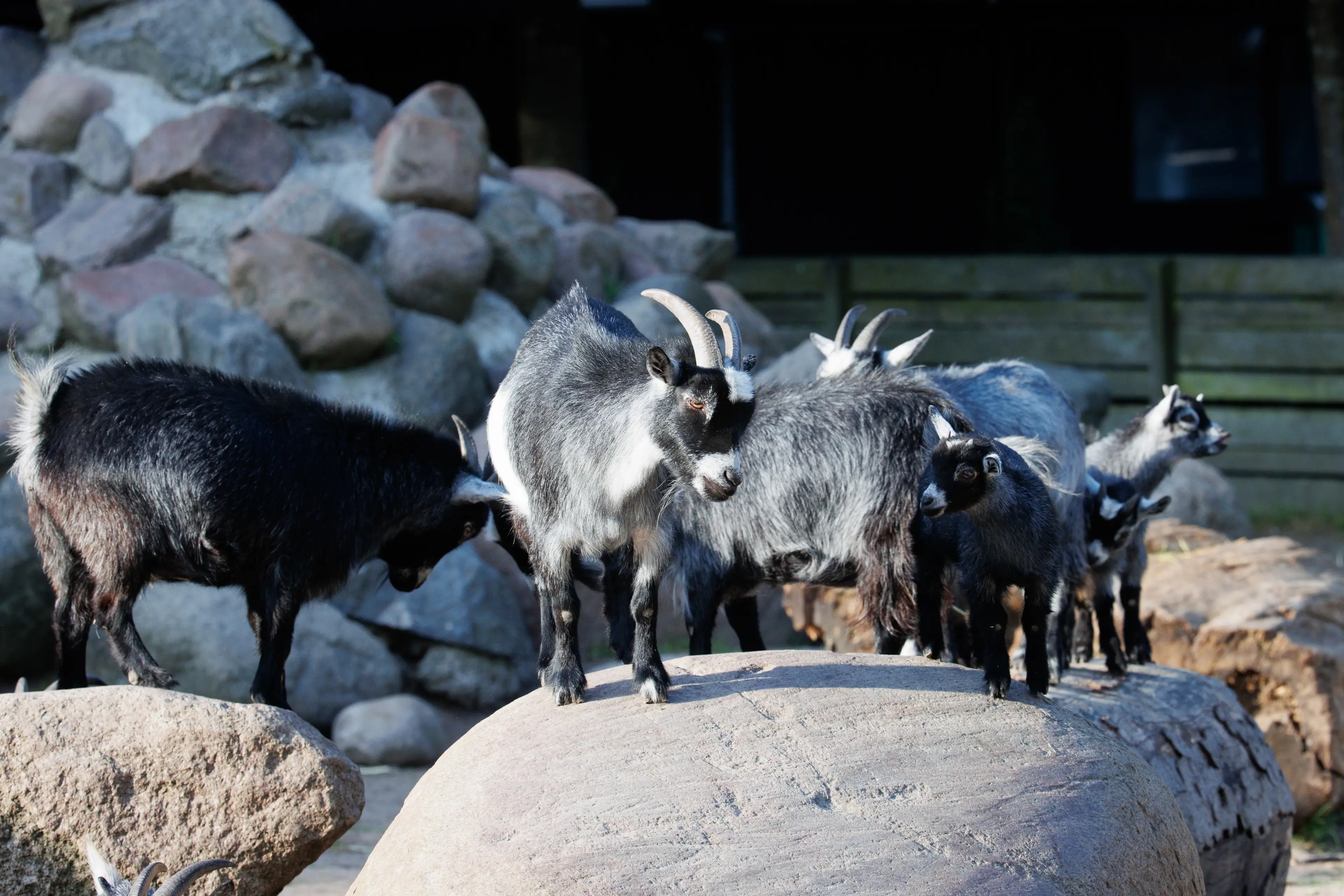 Geder -  Köpenhamn Zoo