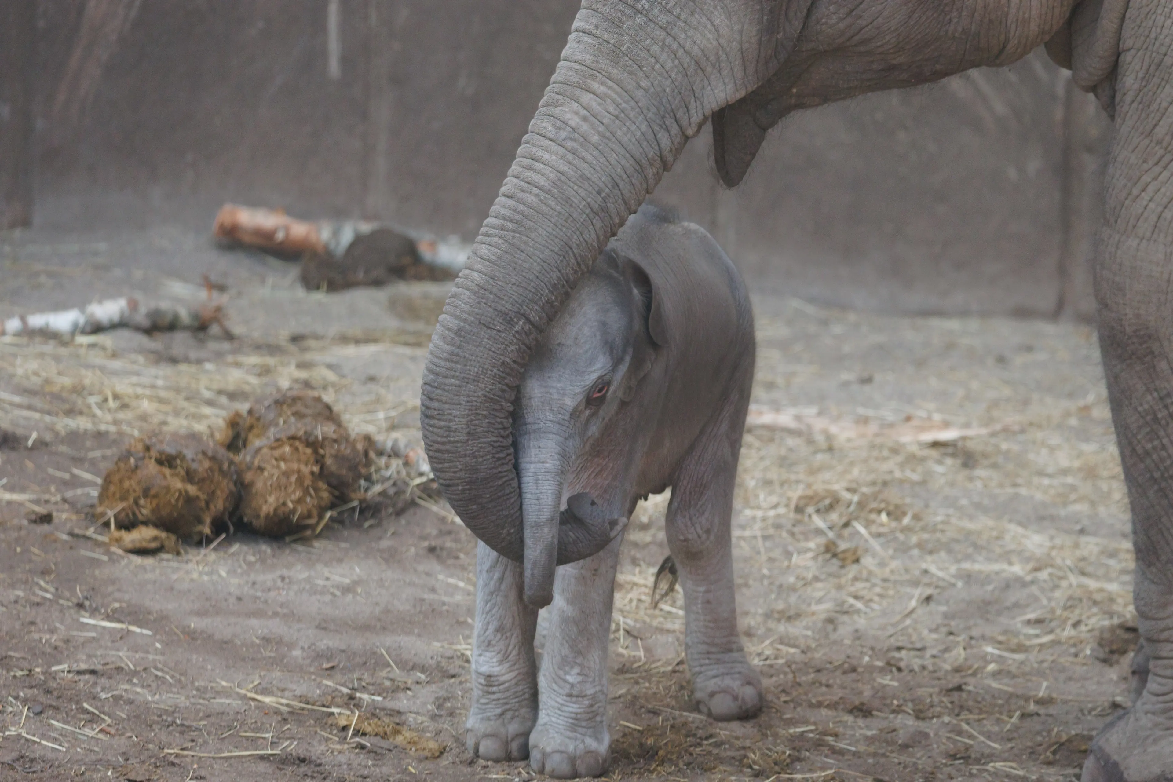 Elefantunge født i København Zoo 11. marts 2026