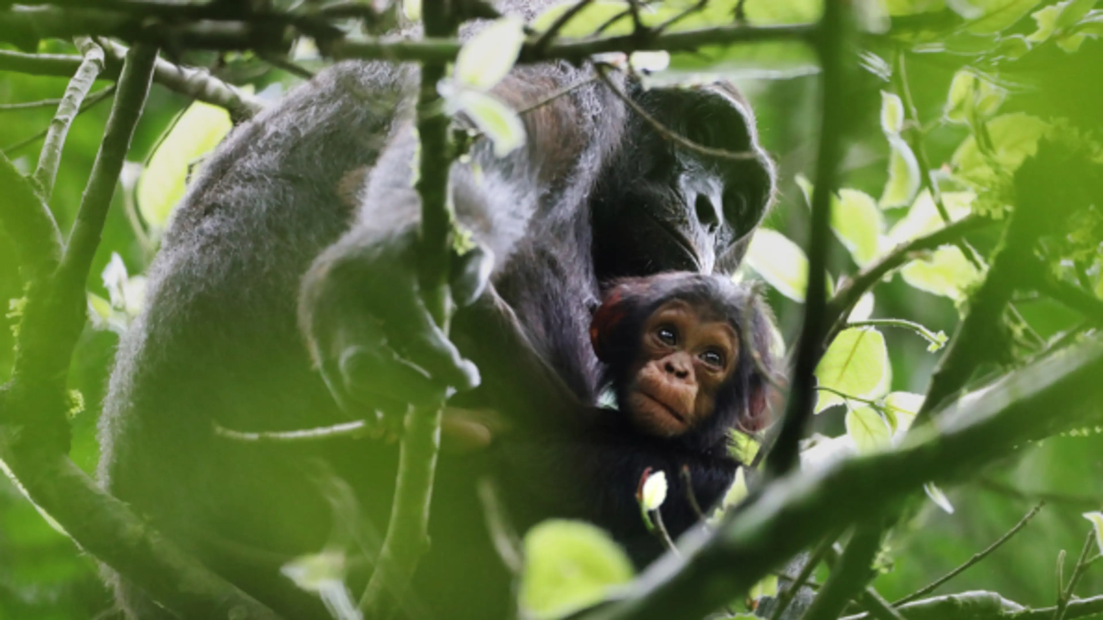 The Royal Zoological Society of Scotland