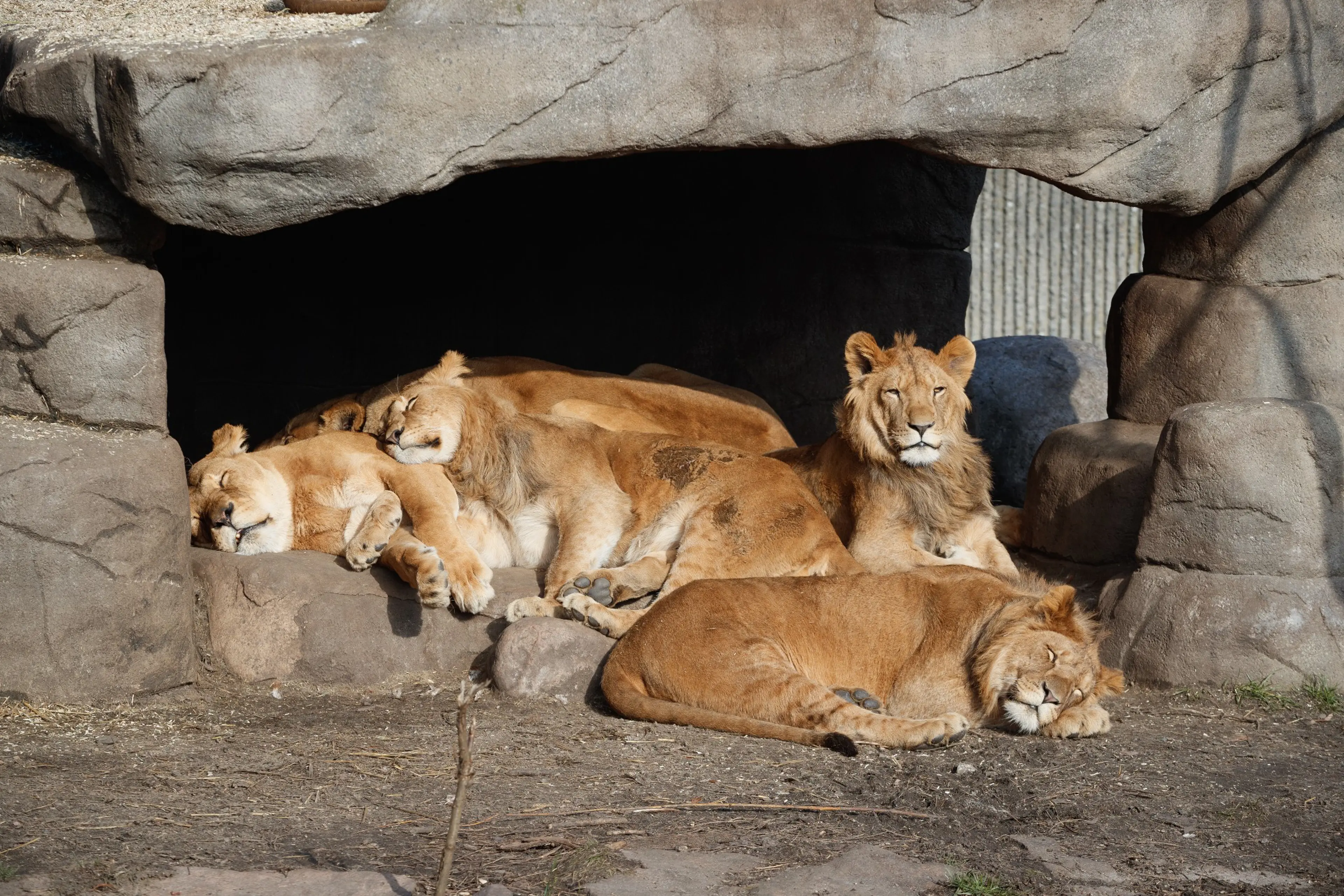 Lion Family in Copenhagen Zoo