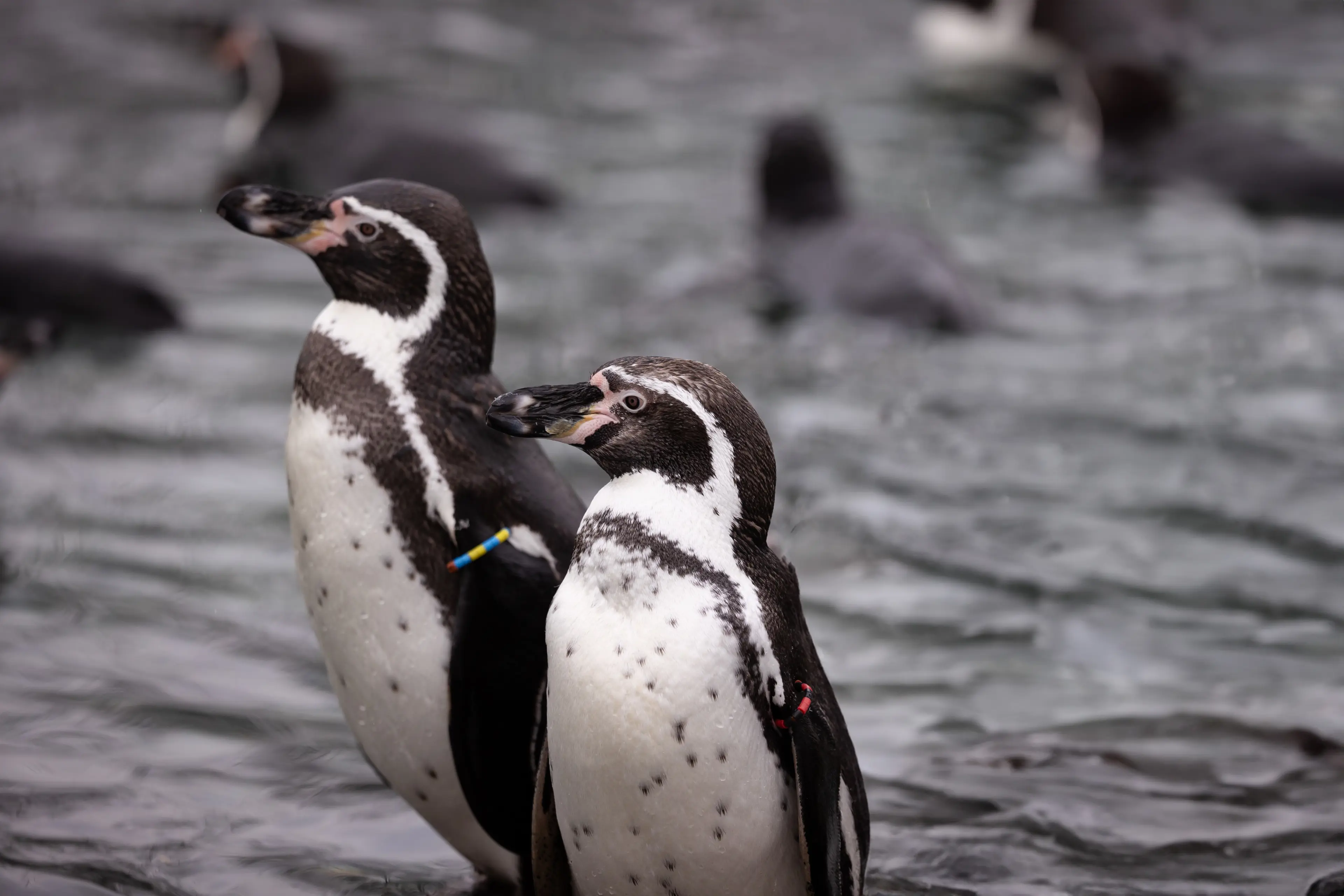 2 pingviner der står ved siden af hinanden i Zoologisk Have København
