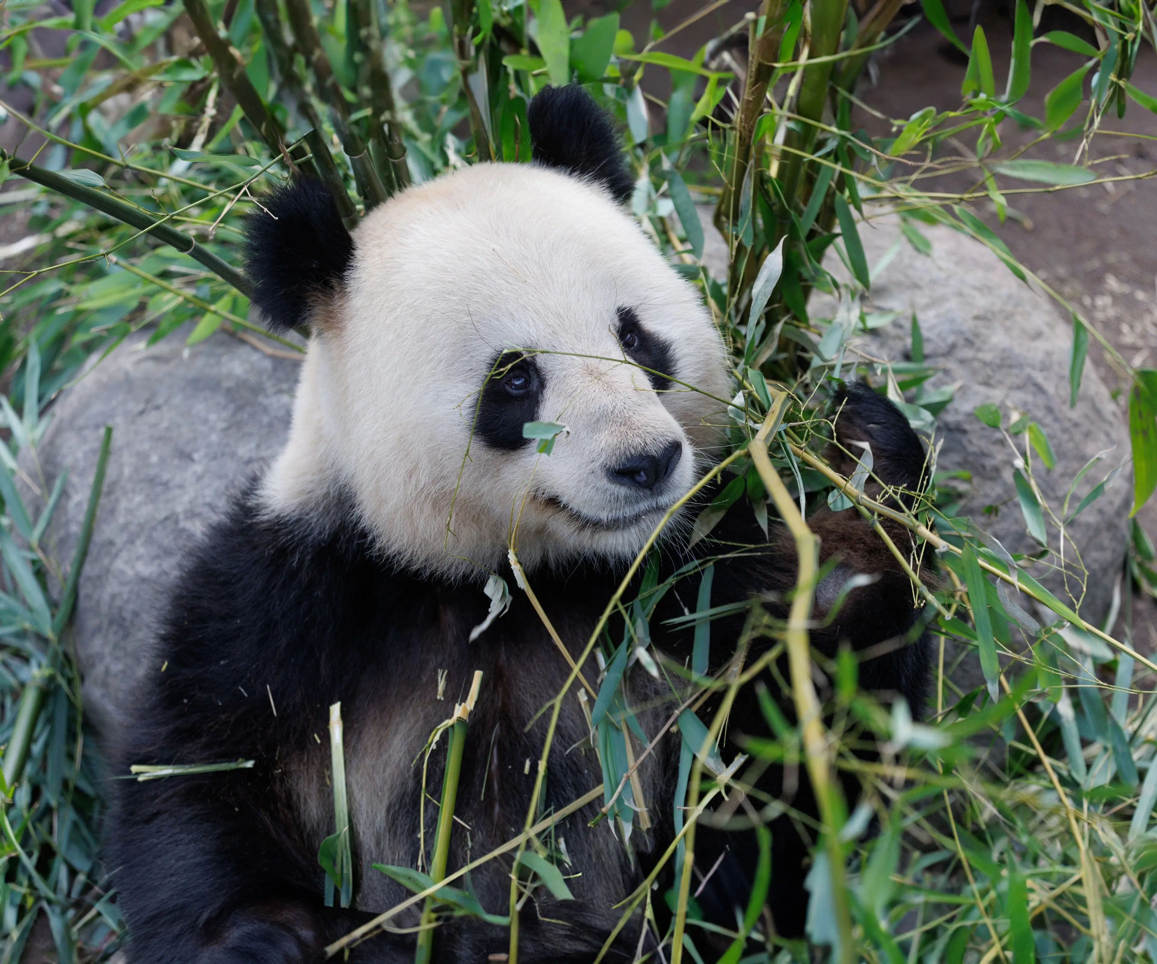Panda - Köpenhamn Zoo