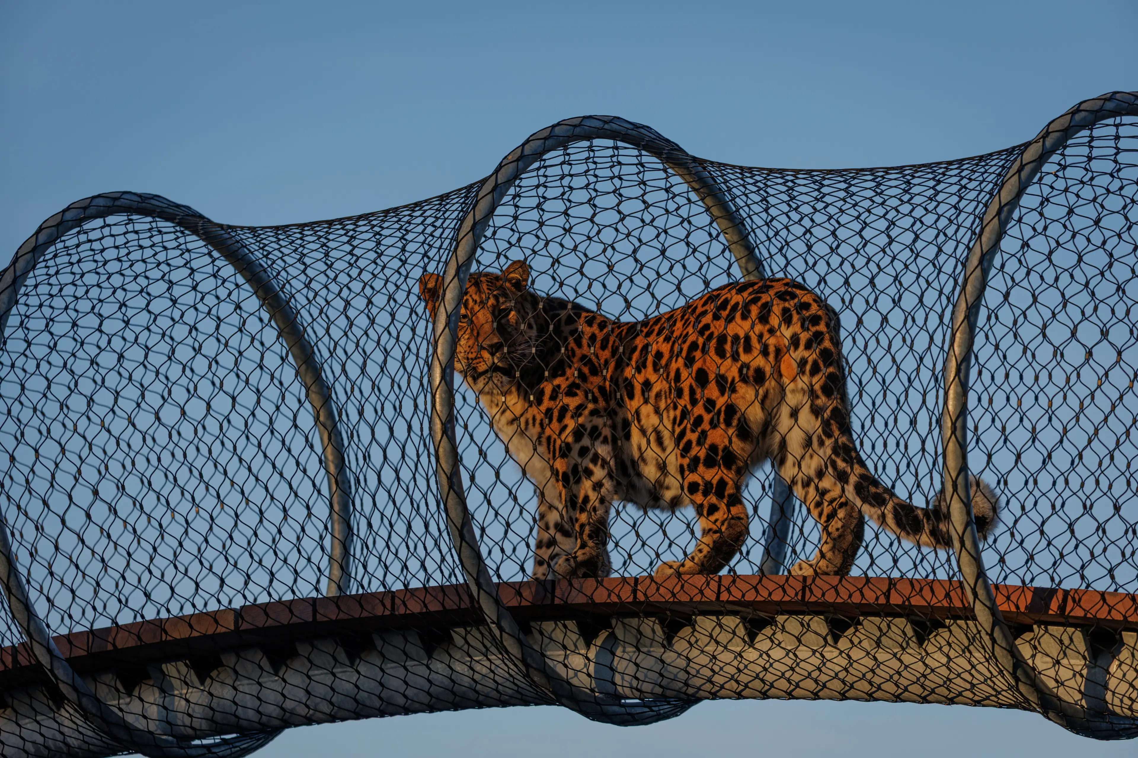 Leopard i Leopardstien i København Zoologiske Have