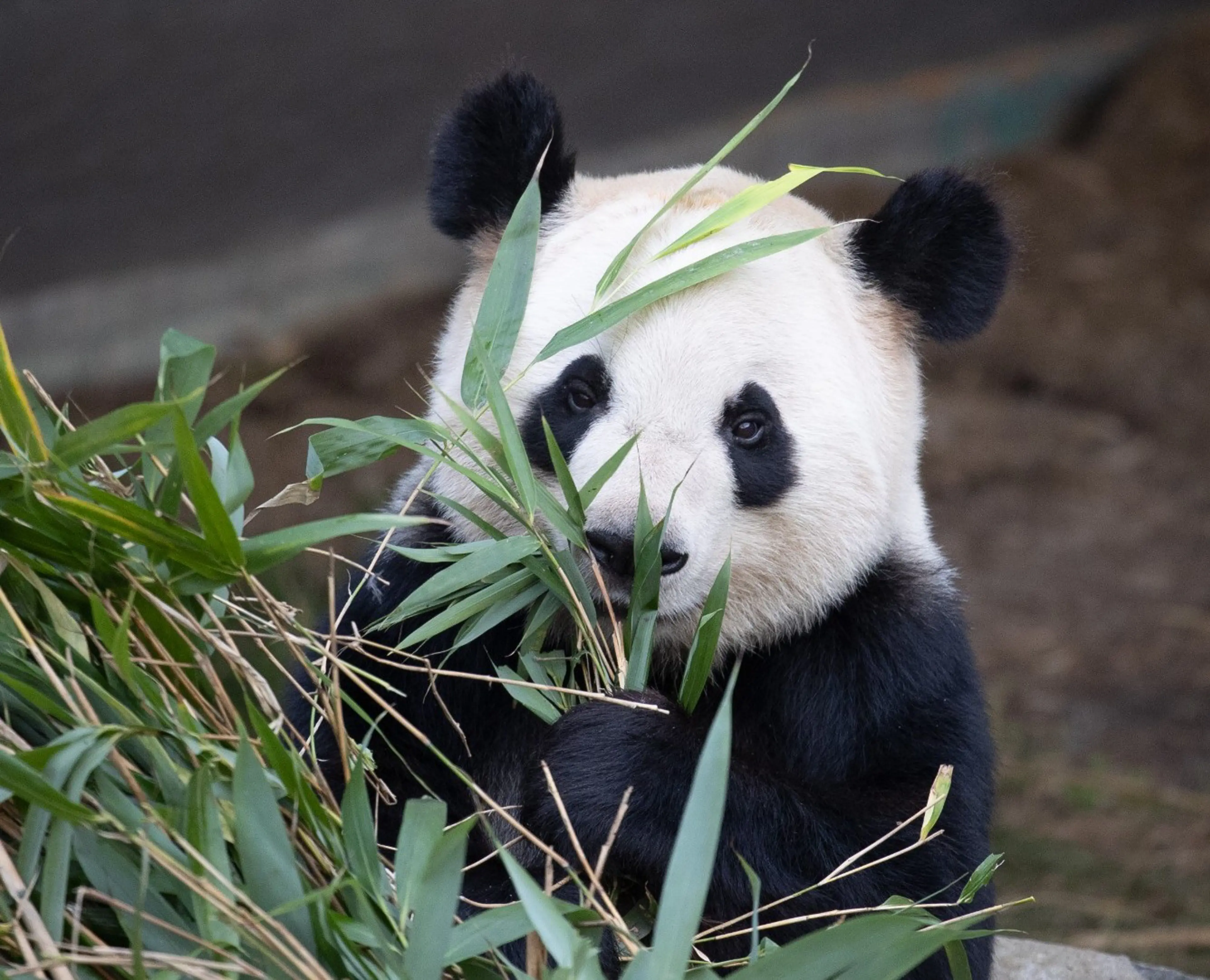 Panda i København Zoologiske Have