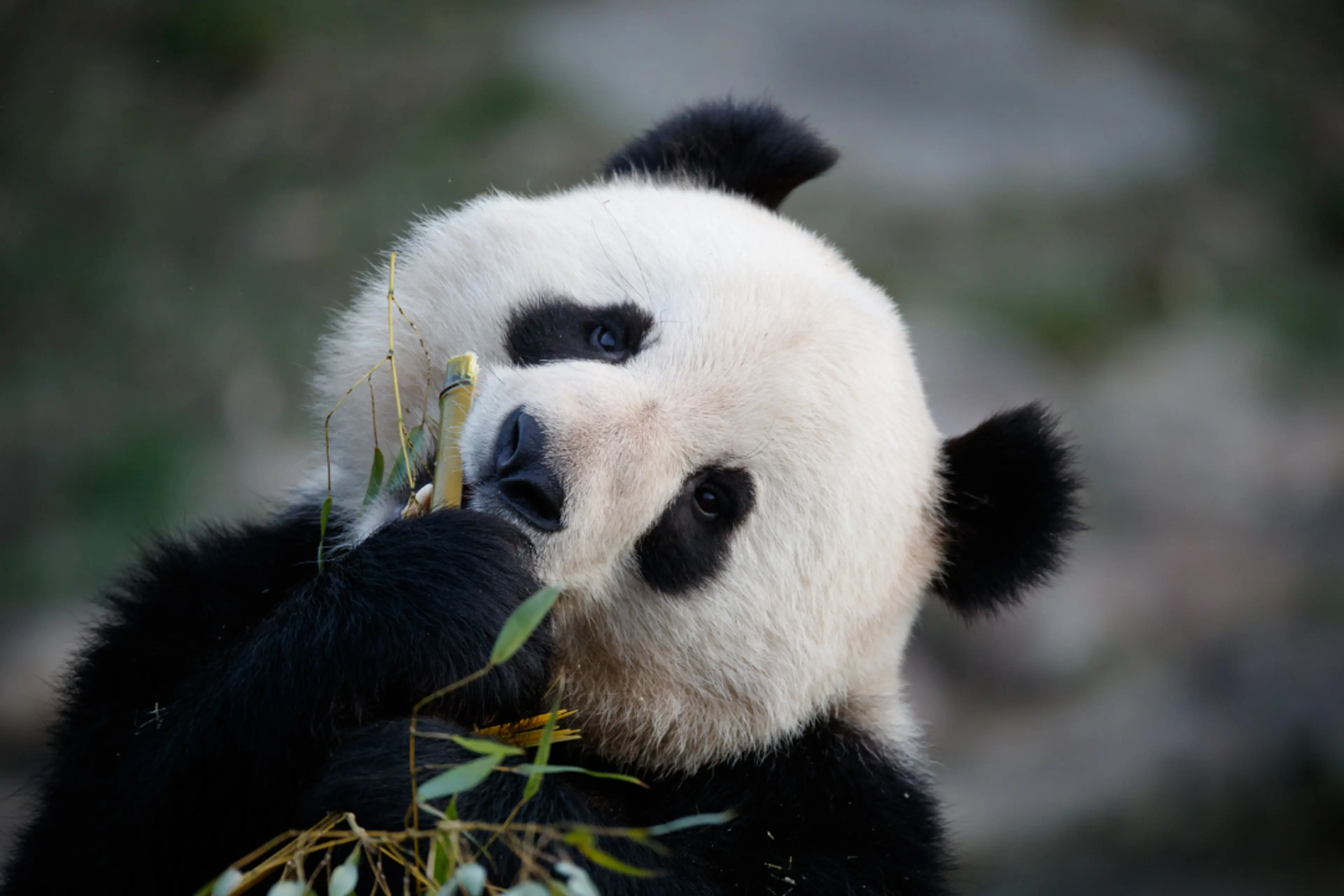 Panda i København Zoologiske Have