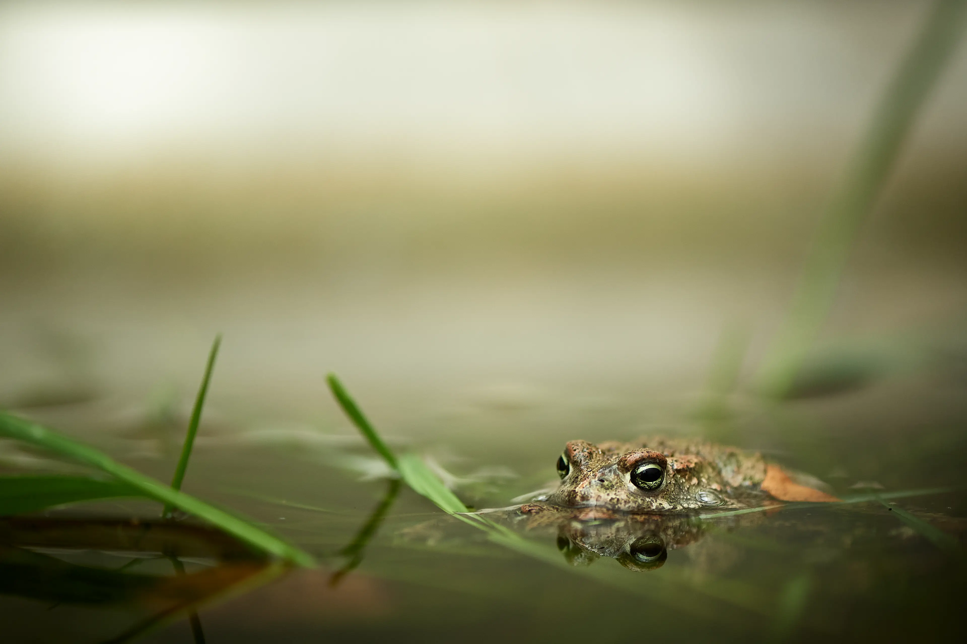 Frø i vand