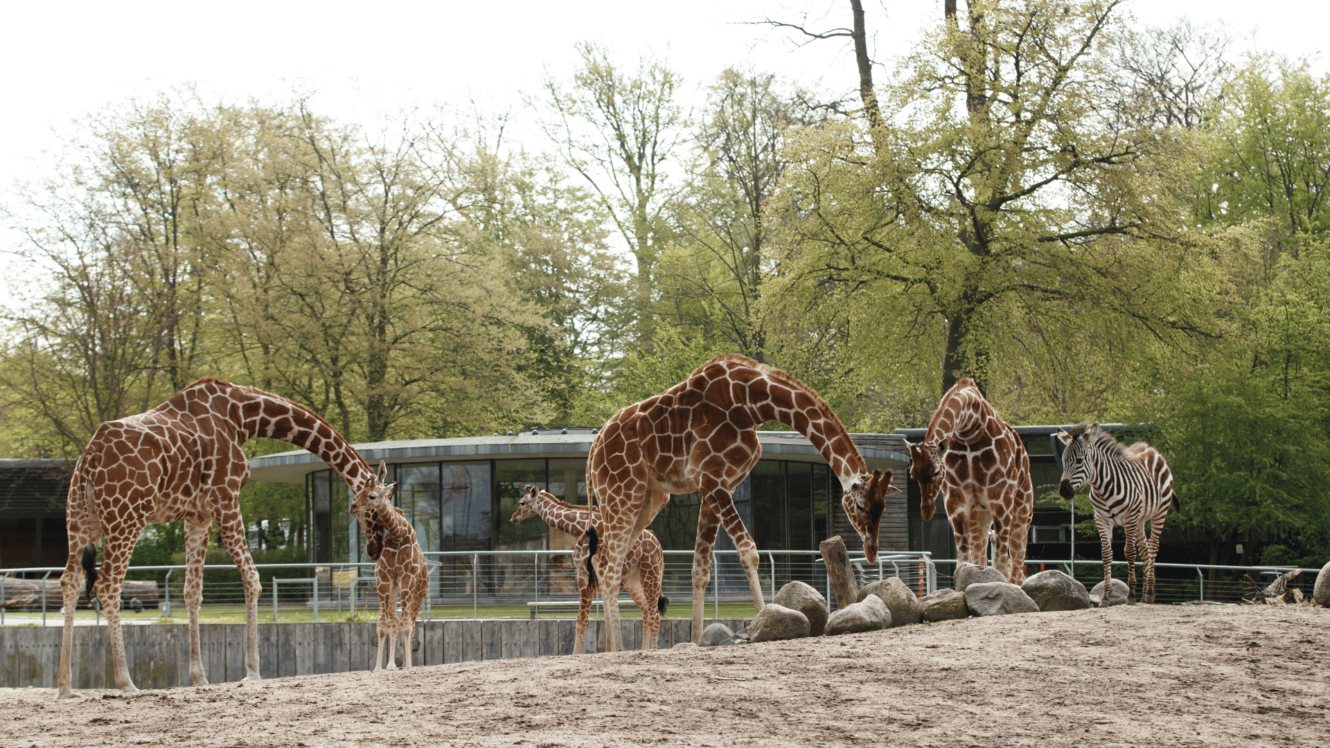 Giraffer og zebra på savannen i København Zoo