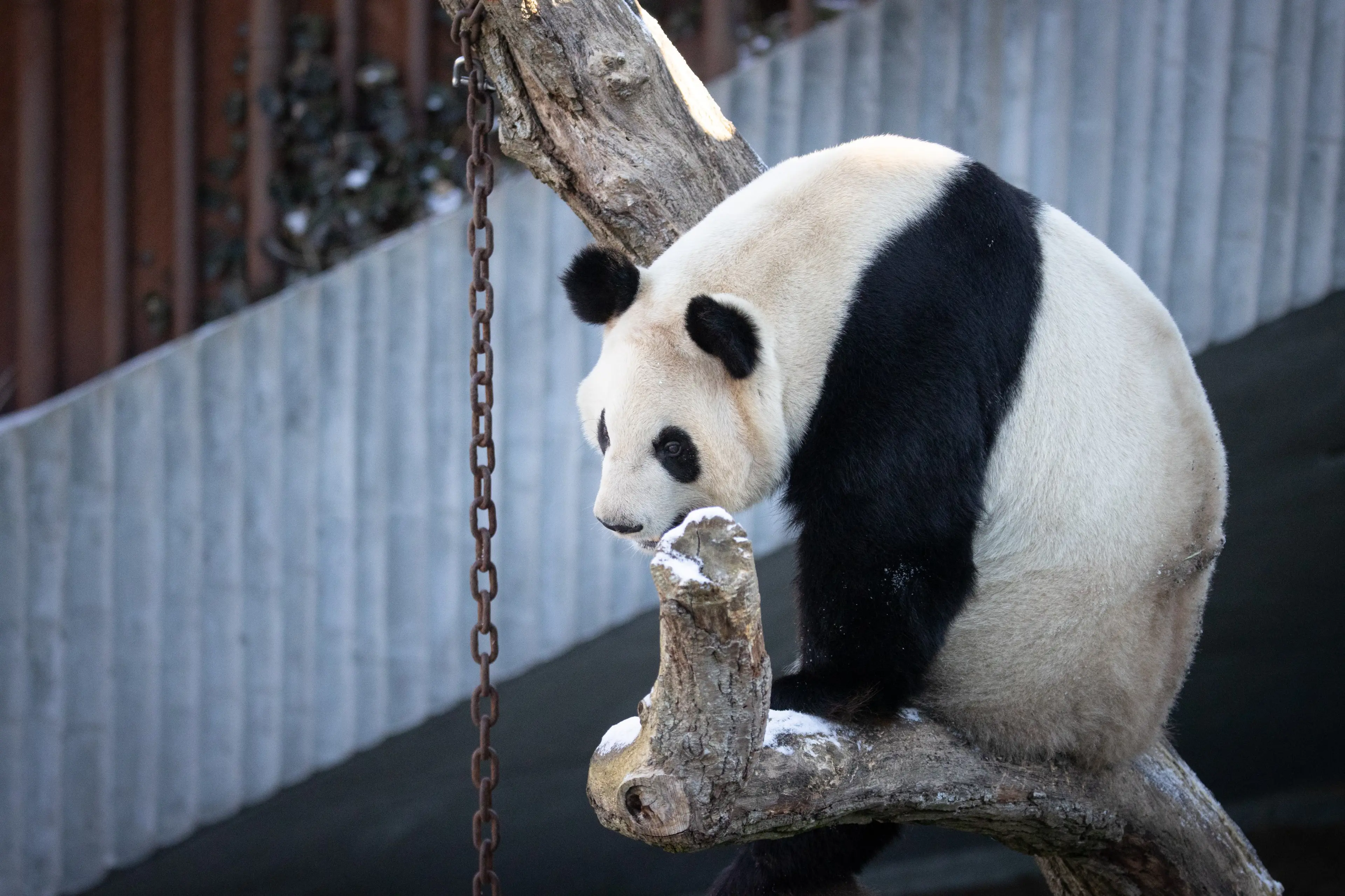 Panda i København Zoologiske Have