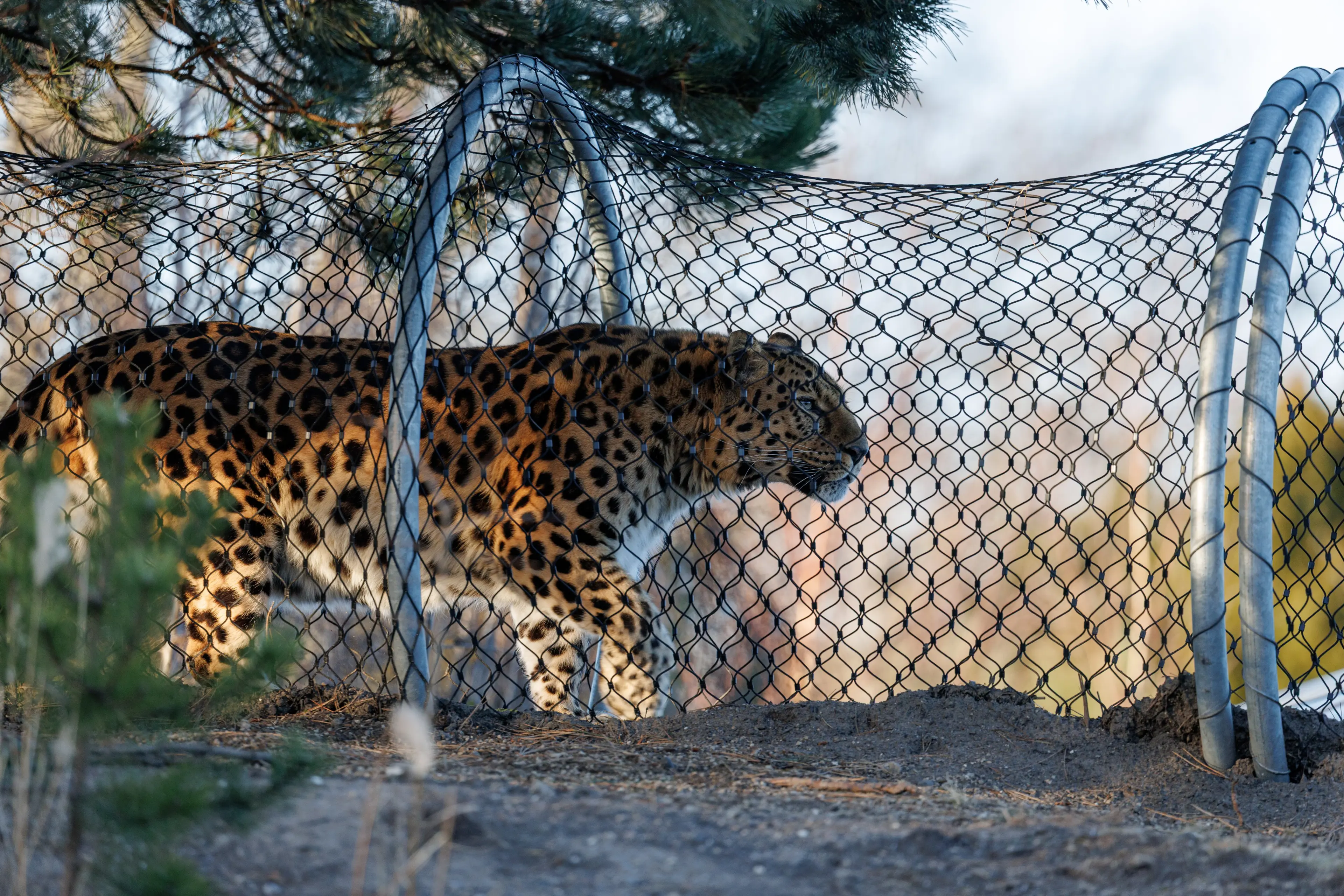 Amurleopard på den nye Leopardsti i Zoologisk Have København, åbnet marts 2026