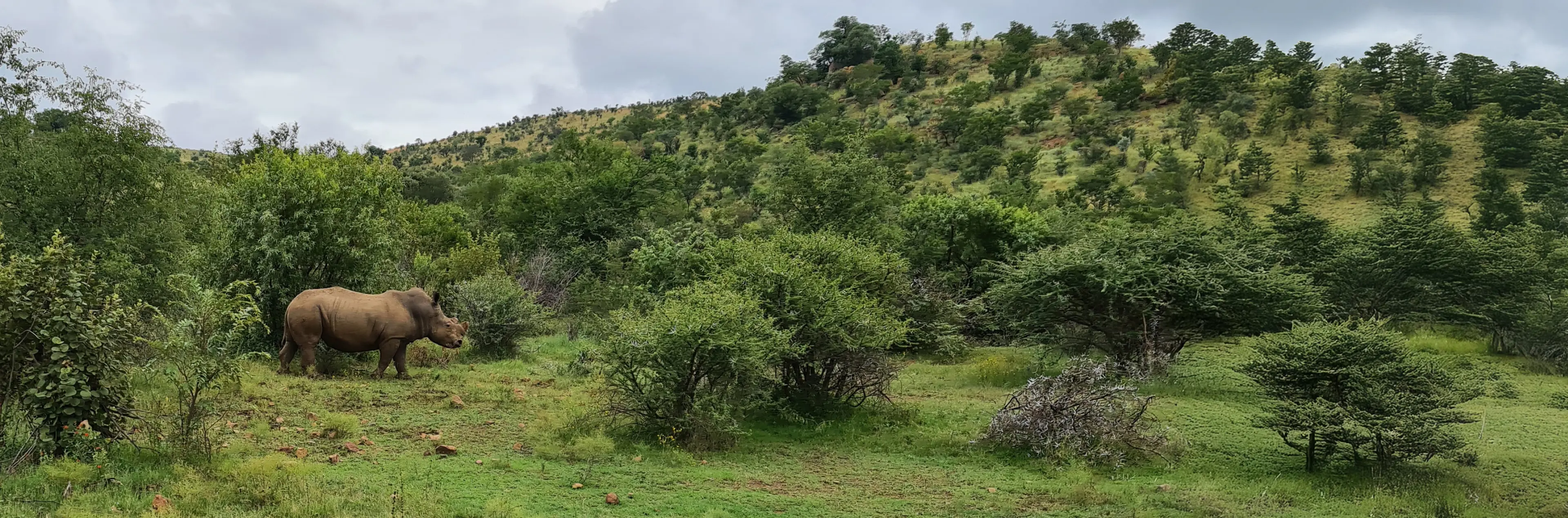 Næsehorn i Pilanesberg 