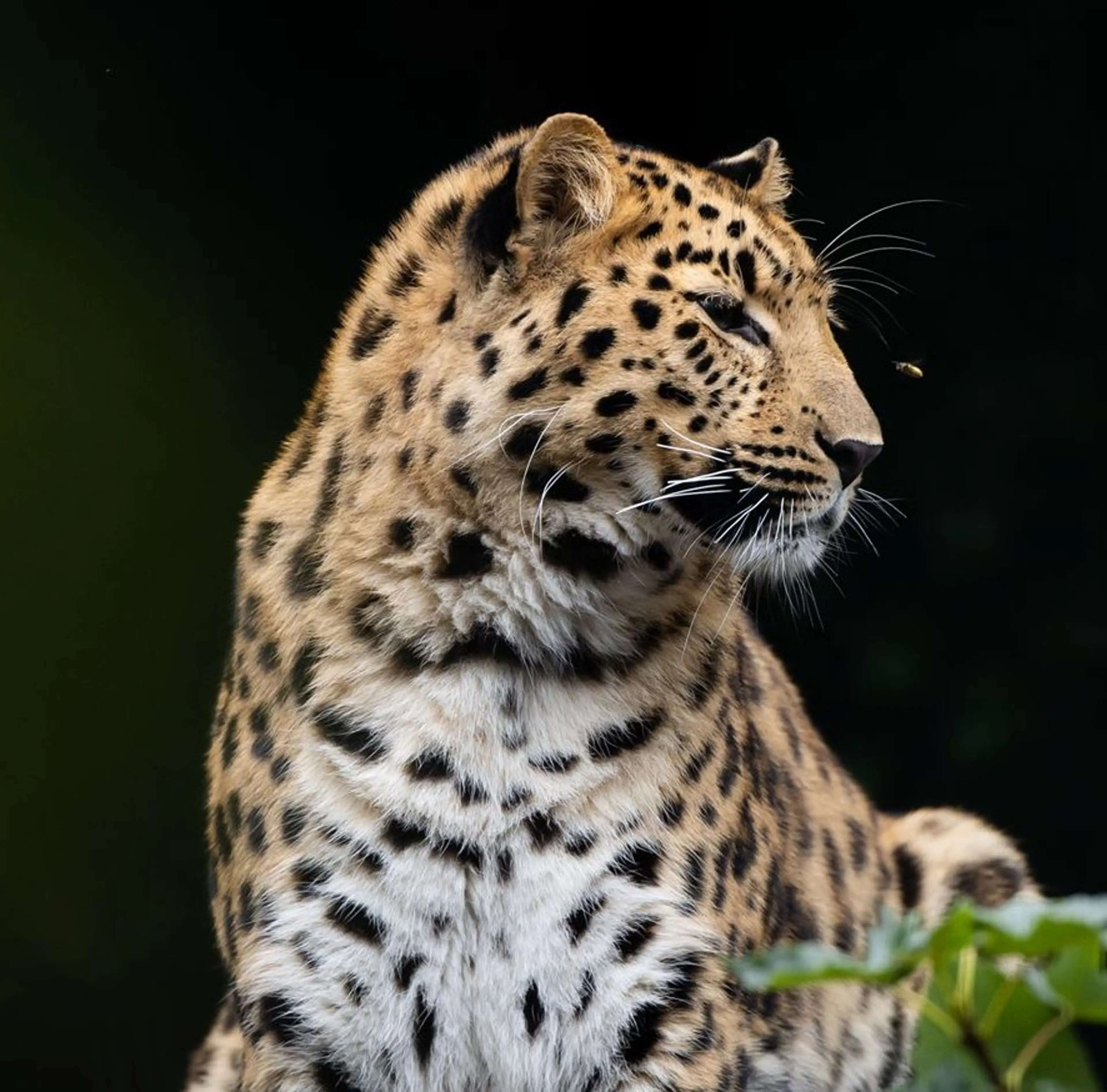 Leopard i Zoologisk Have
