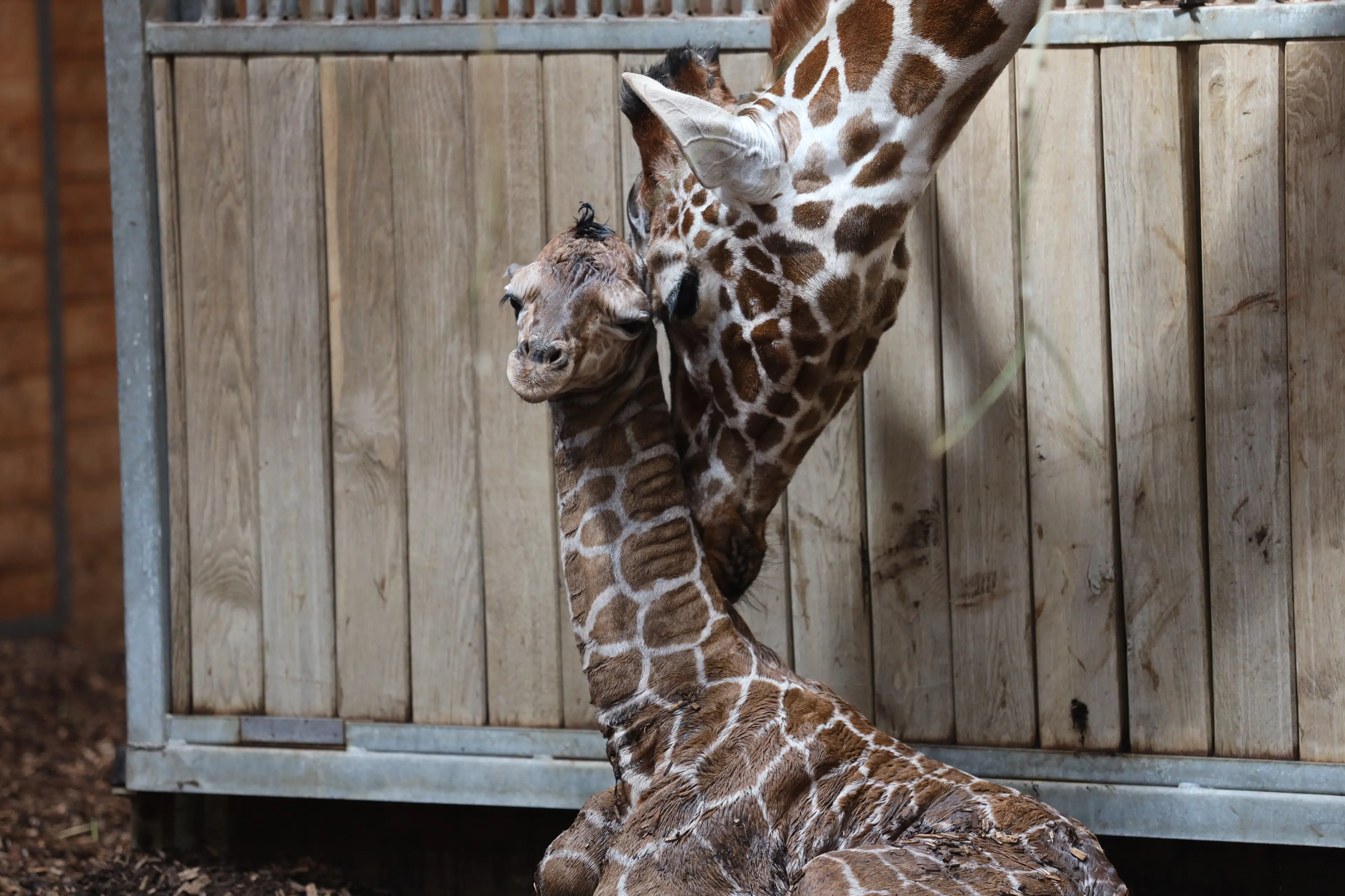 Girafunge født i København Zoo 22. juni 2026