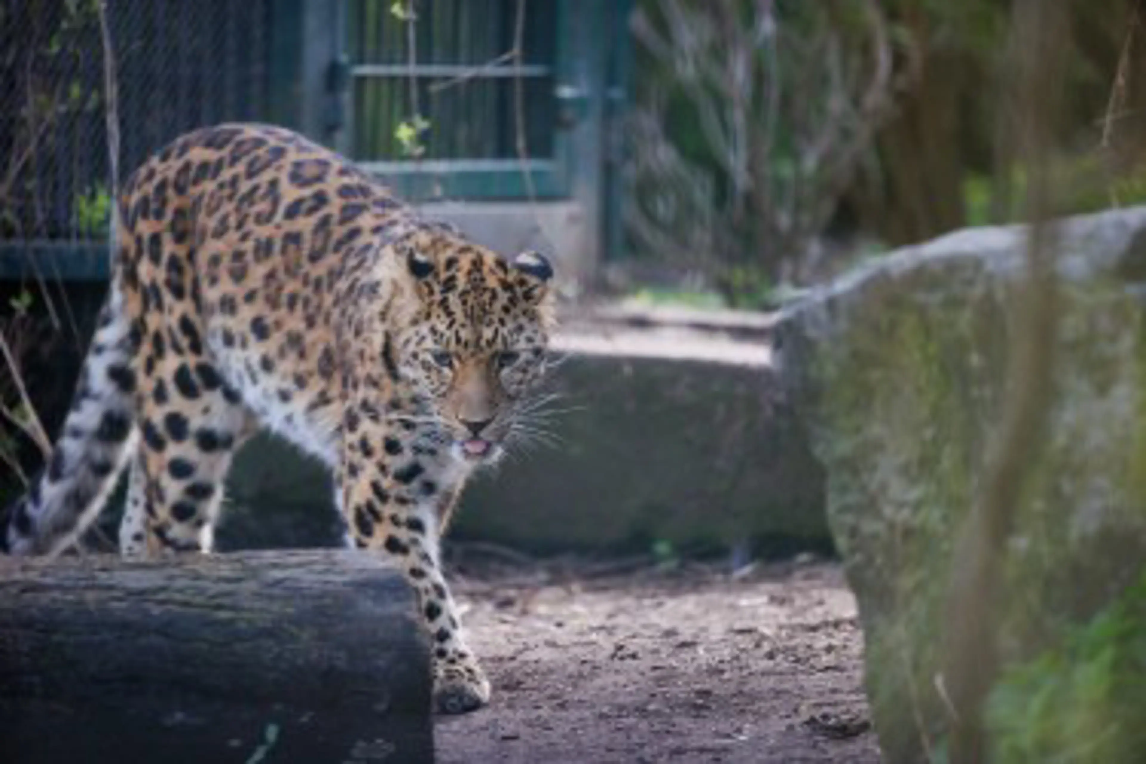 Hun leopard i anlæg 