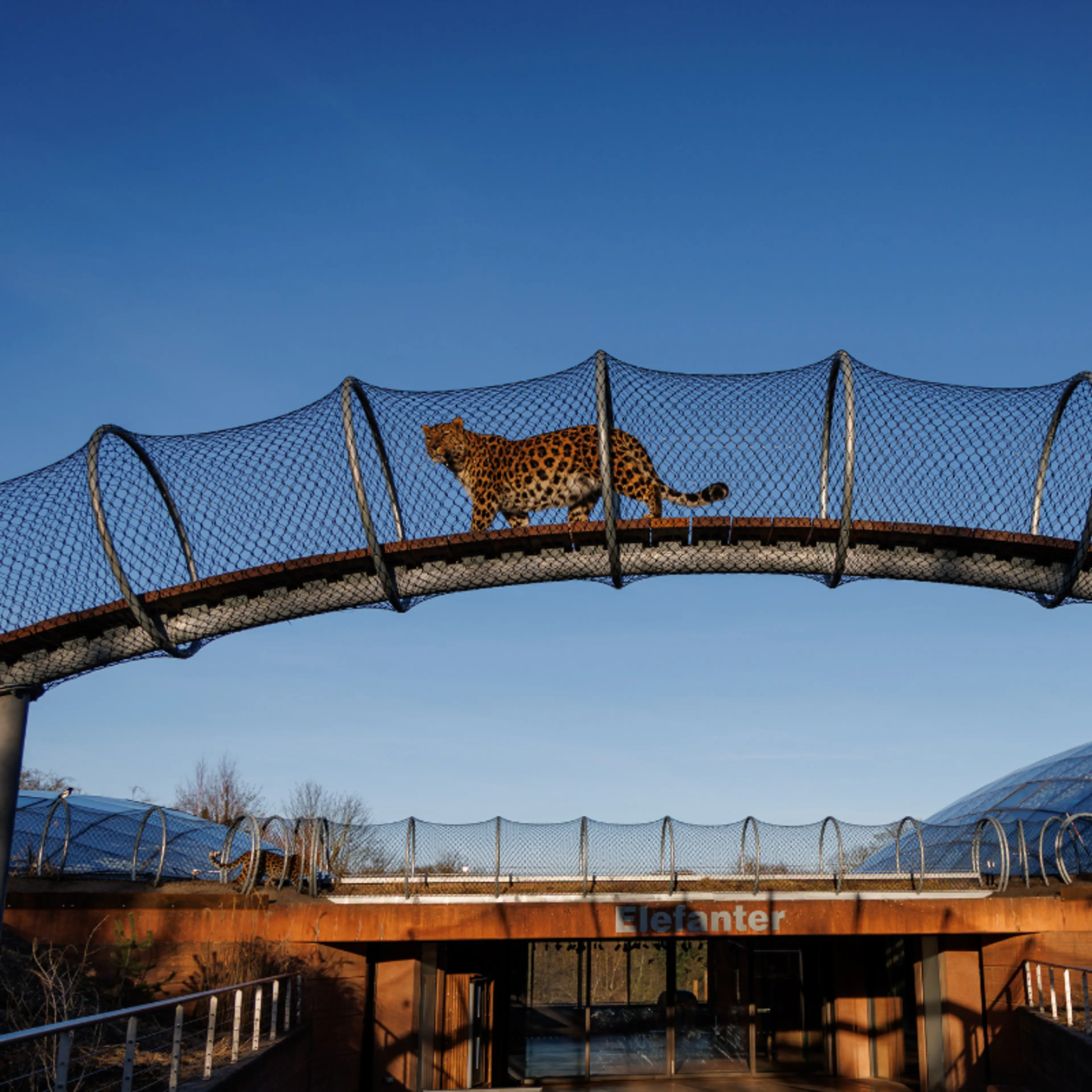 Leopard i Leopardstien i København Zoologiske Have