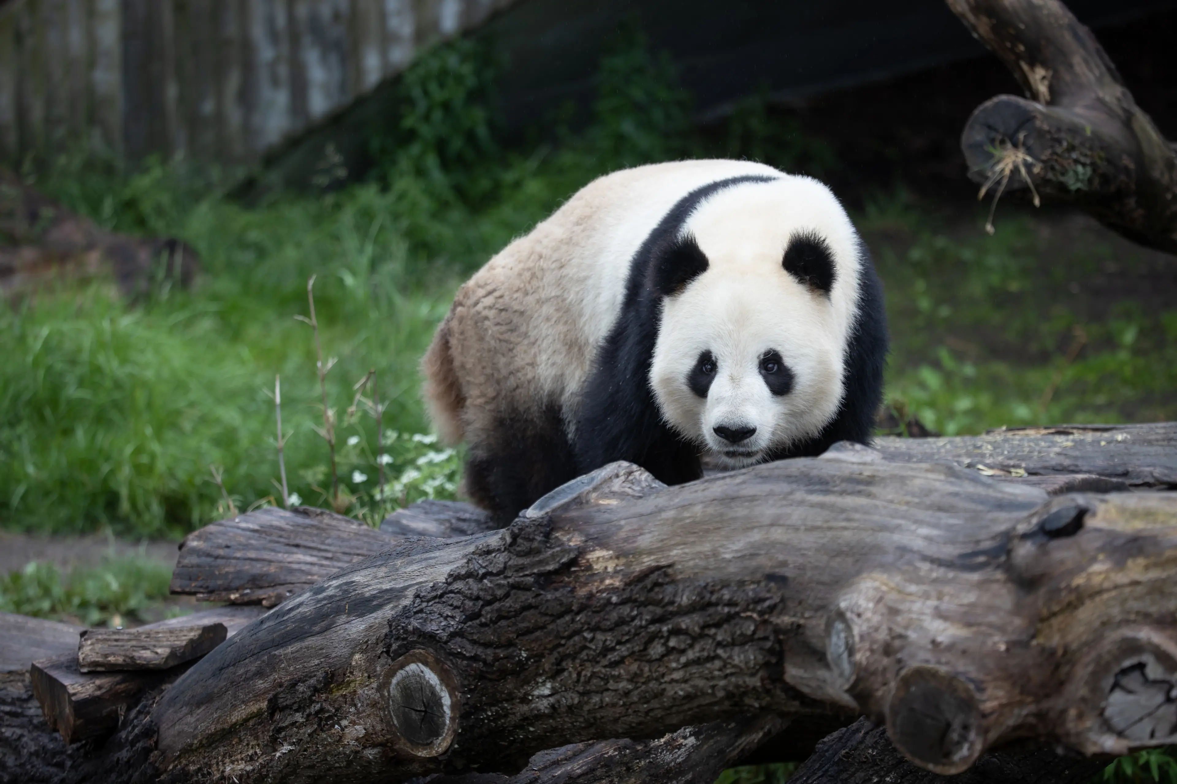 Panda i København Zoologiske Have