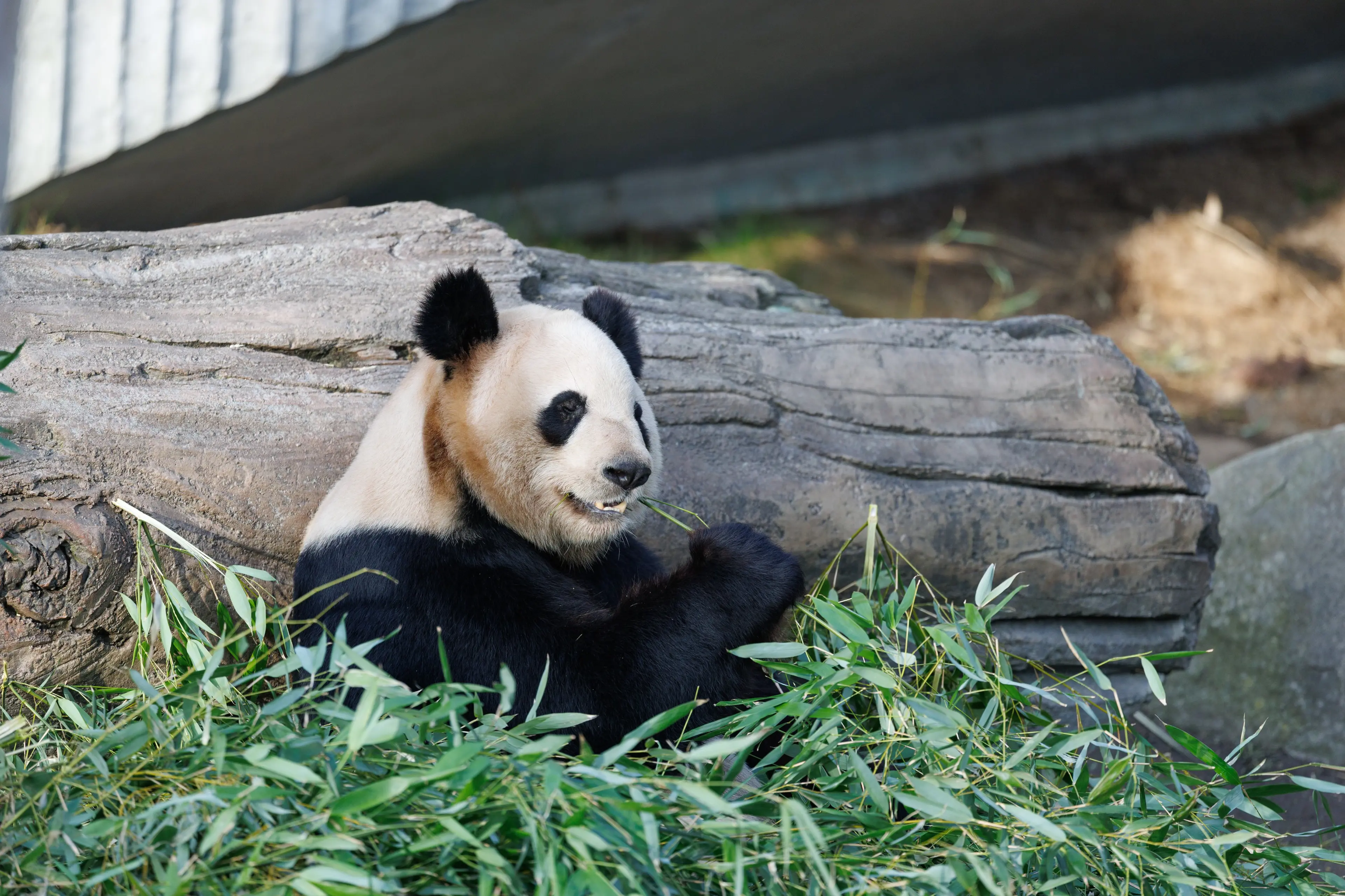 Panda i København Zoologiske Have