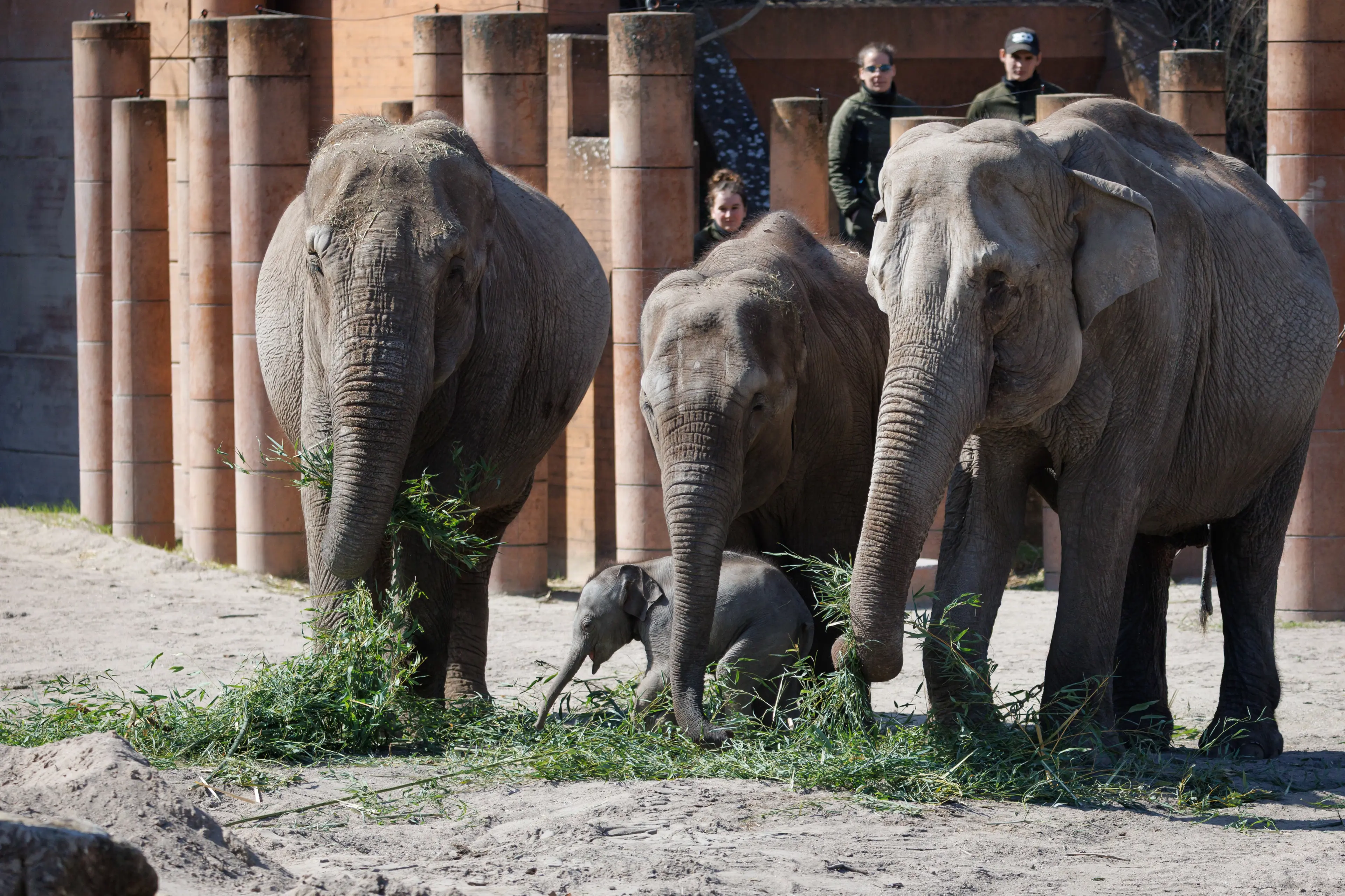Elefanterne udenfor i København Zoo