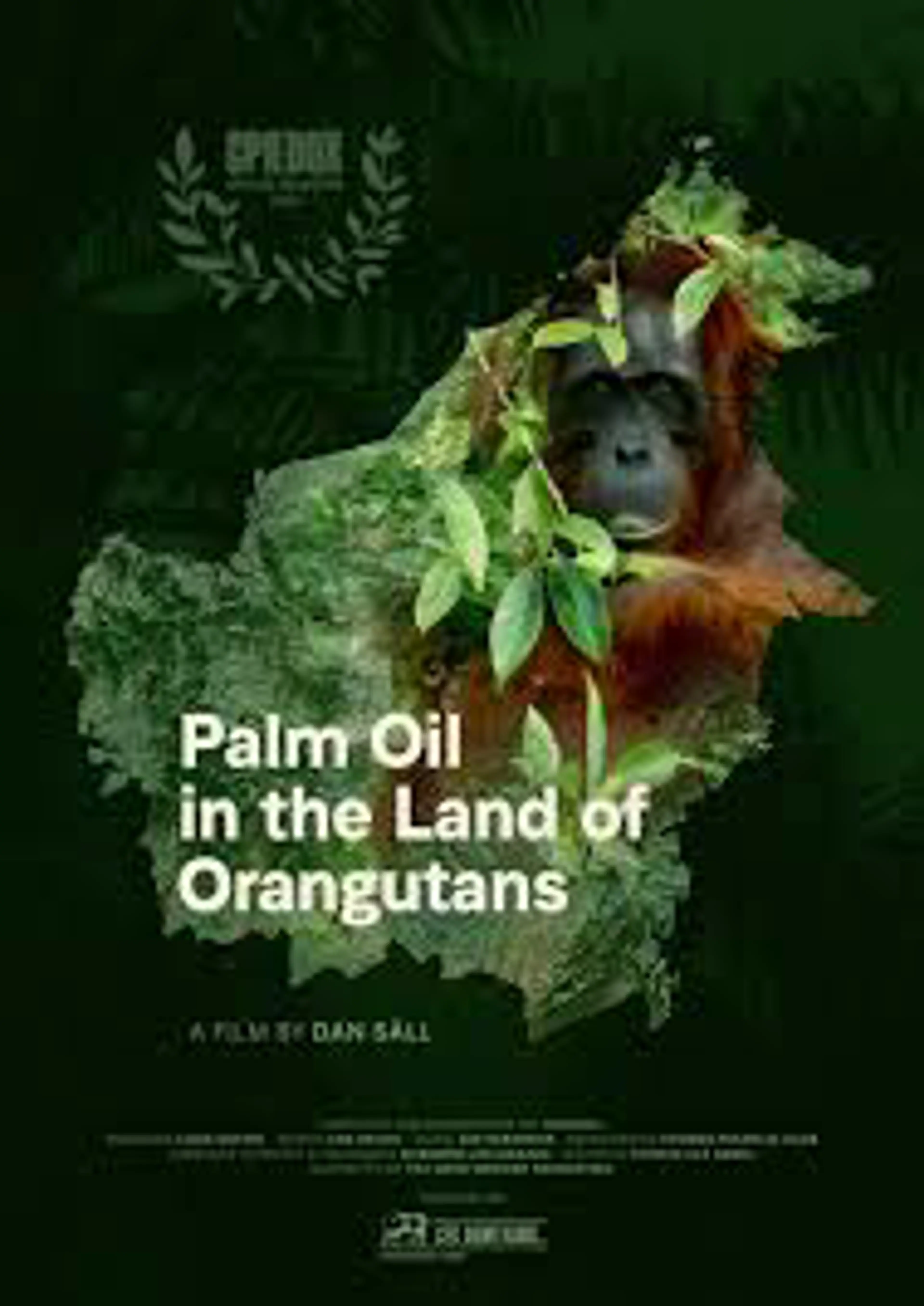 Orangutan