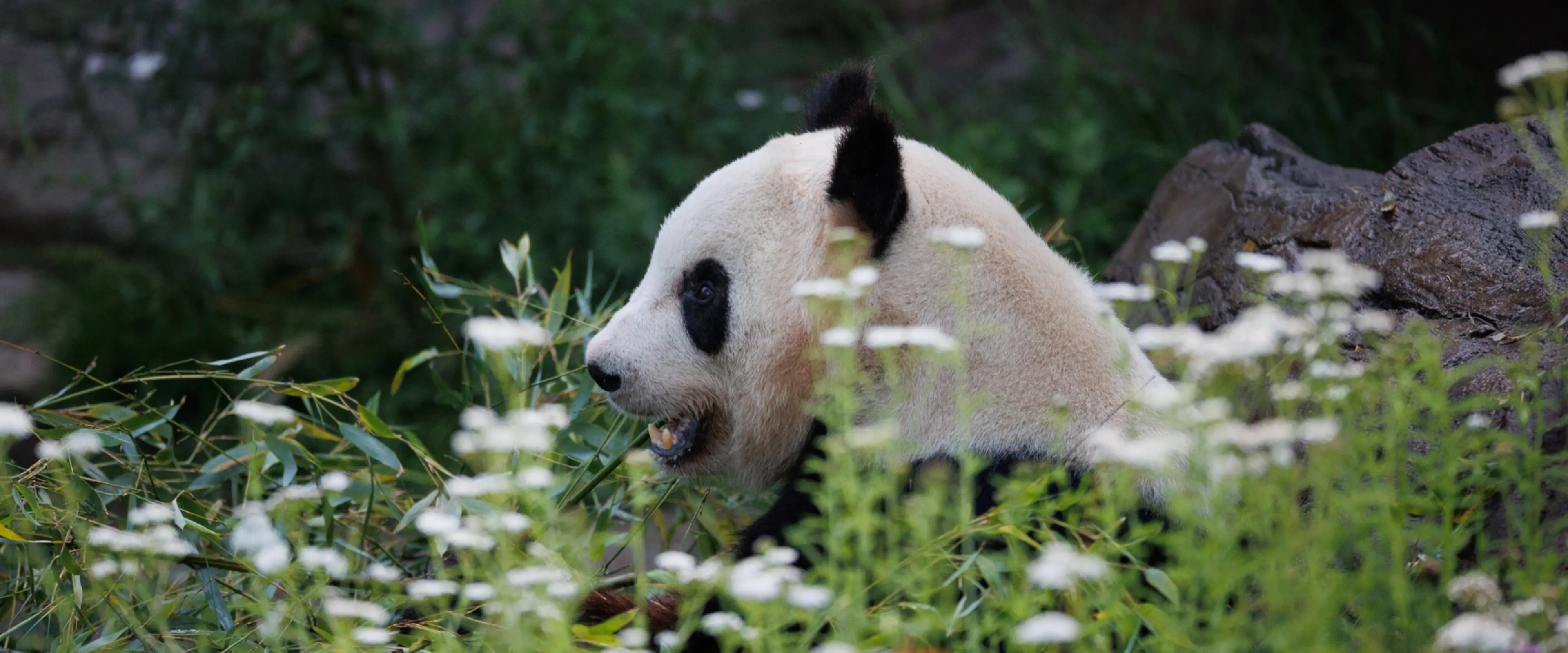 Mao Sun i Zoologisk Have København