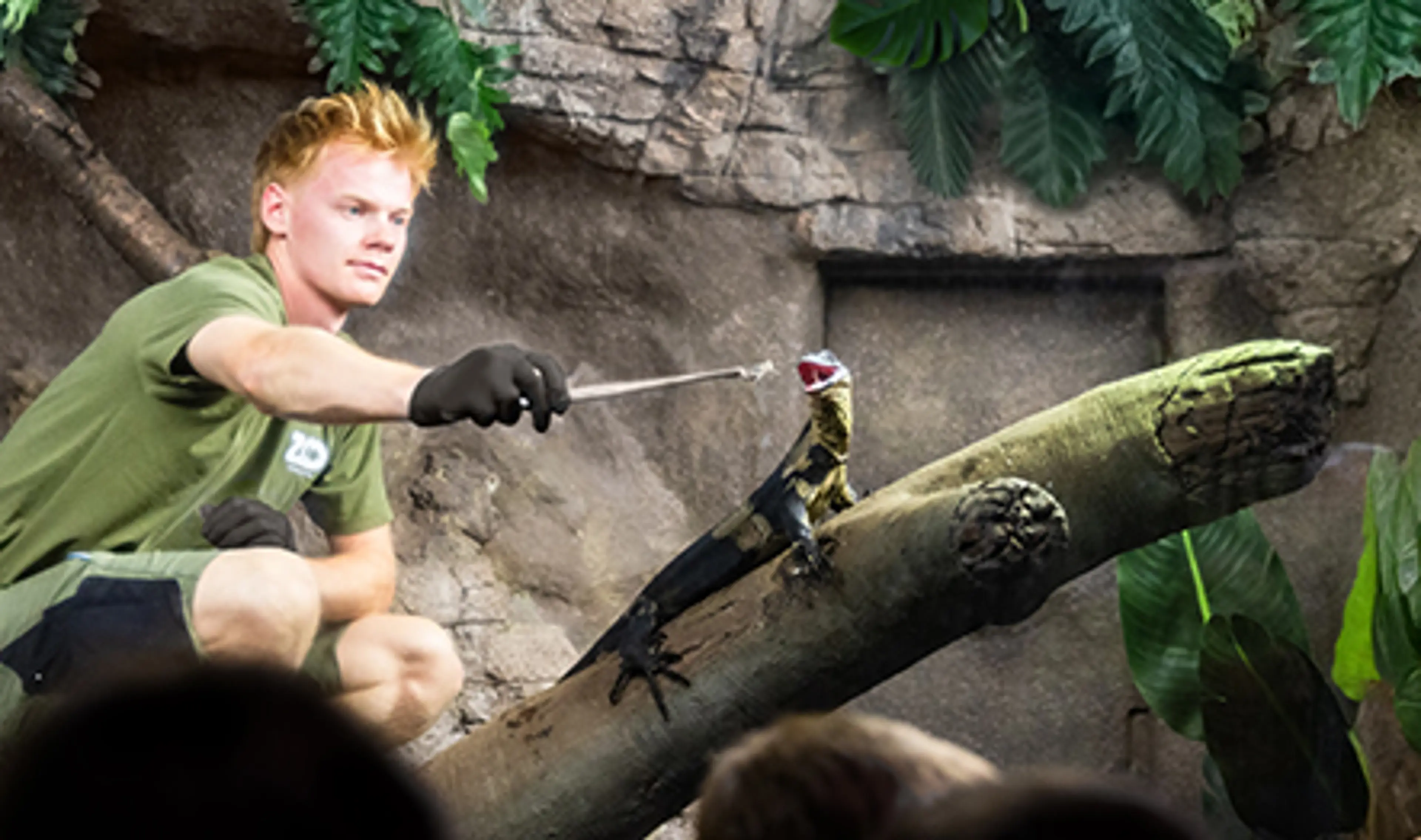 Dyrepasser der fodre en øgle i København Zoo