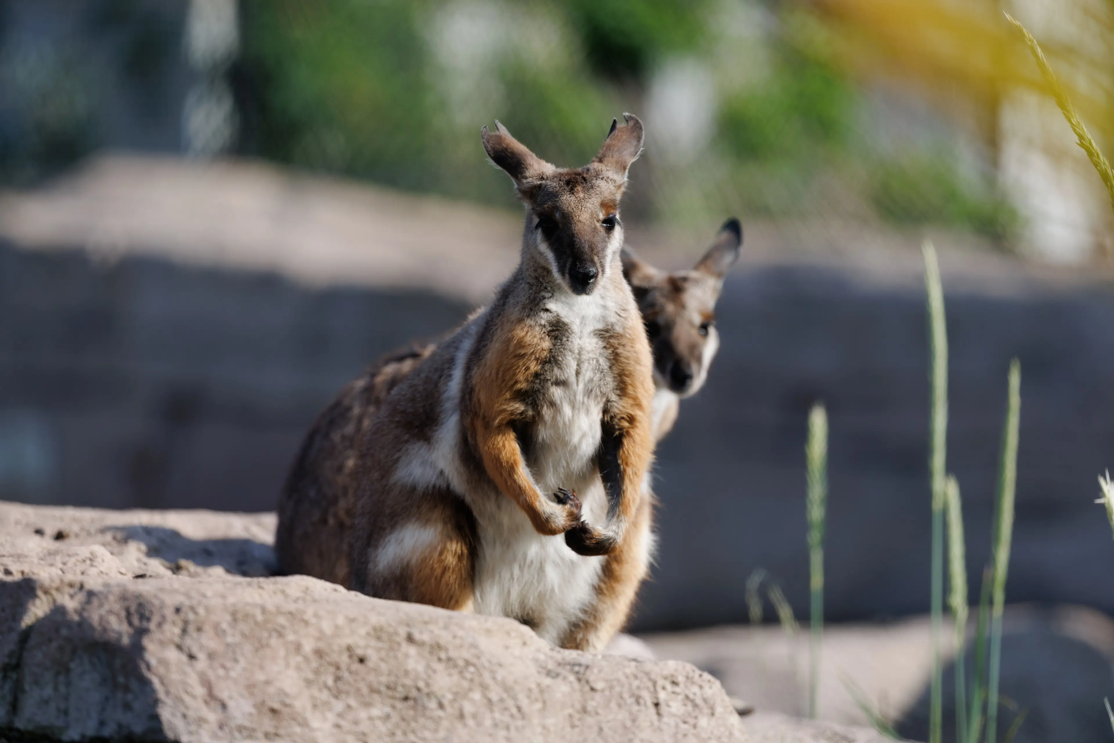 Klippekænguru i Zoologisk Have København