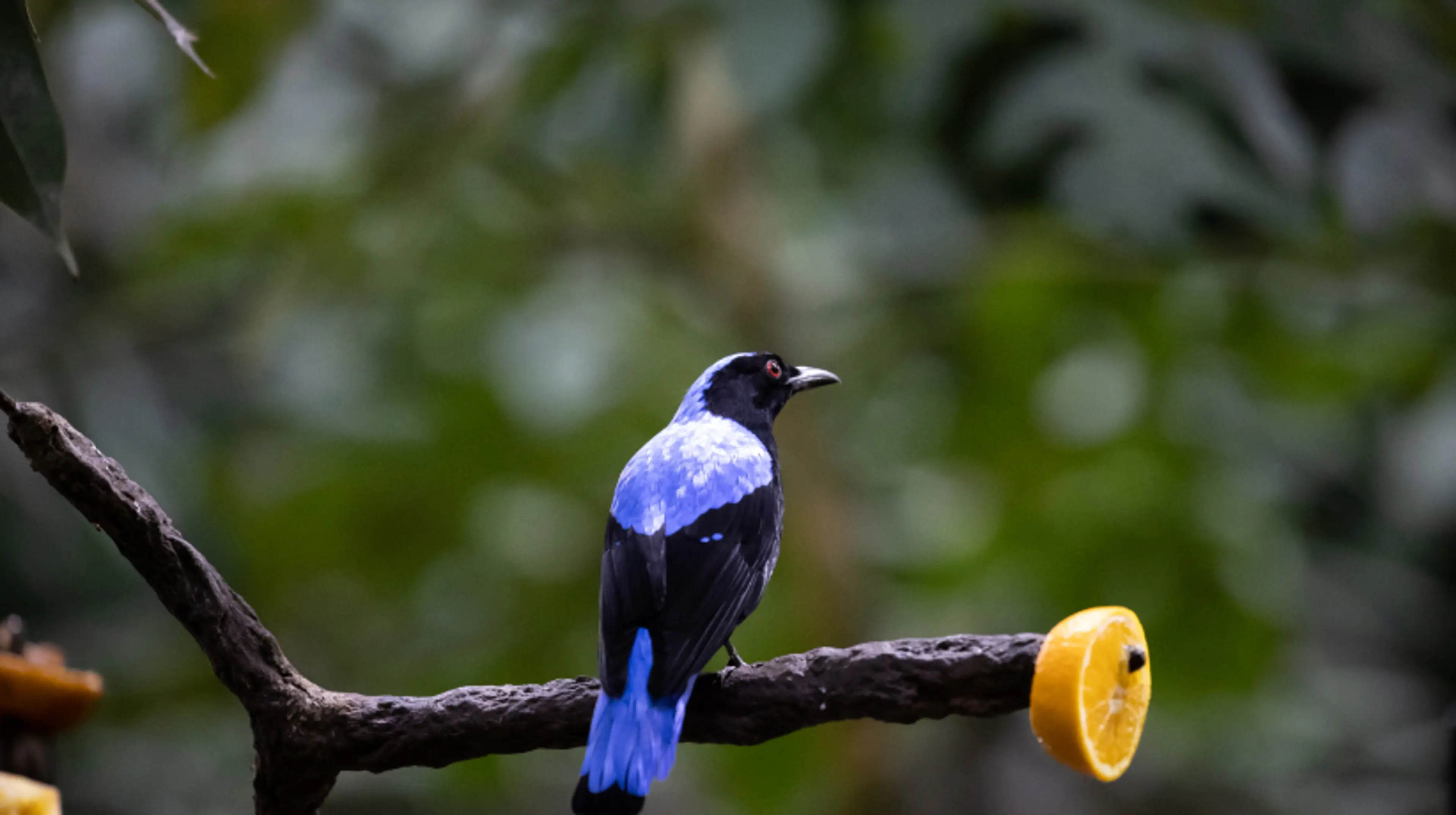 Bird in Tropical House