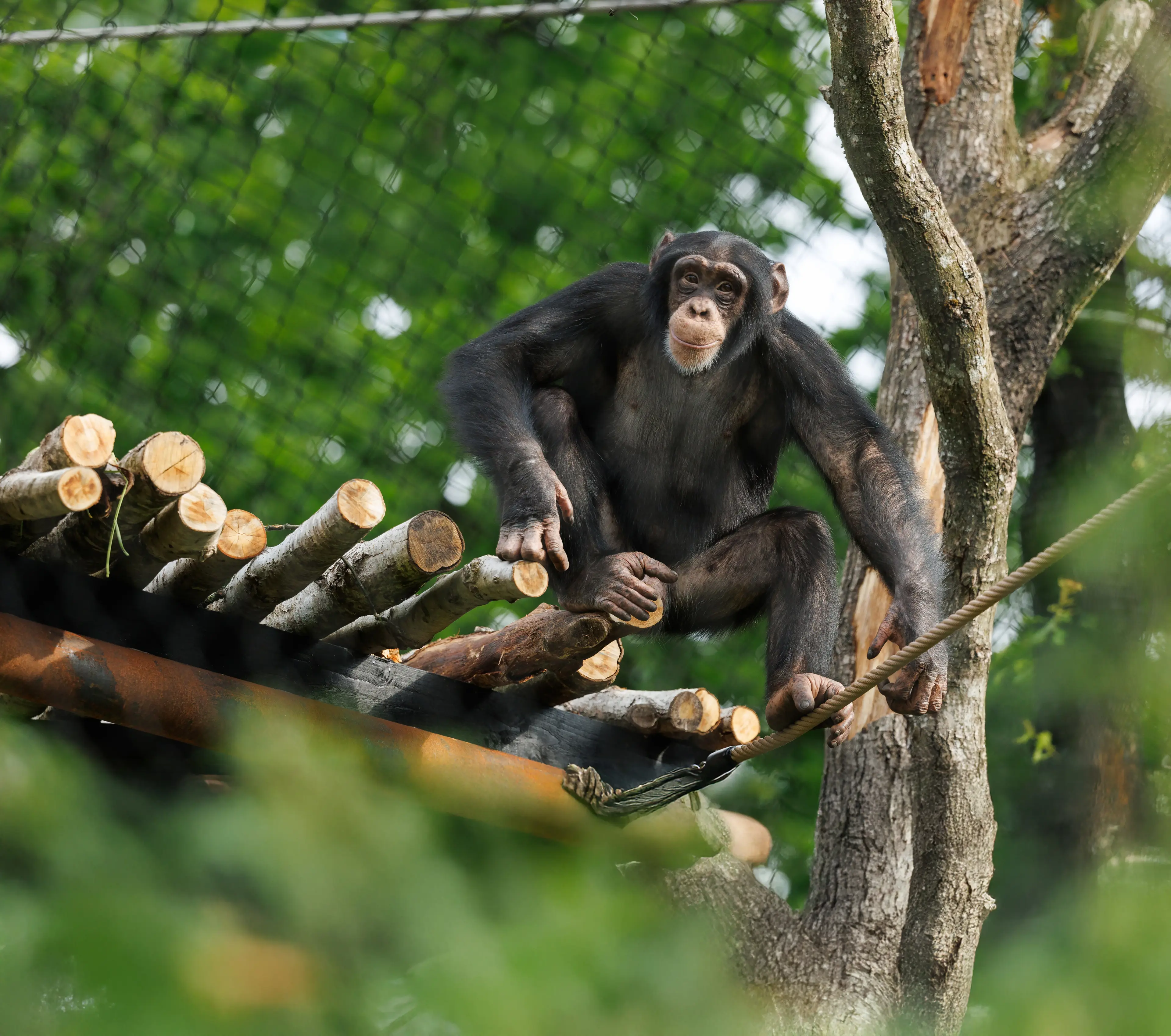 Chimpanse udenfor i solen i København Zoo
