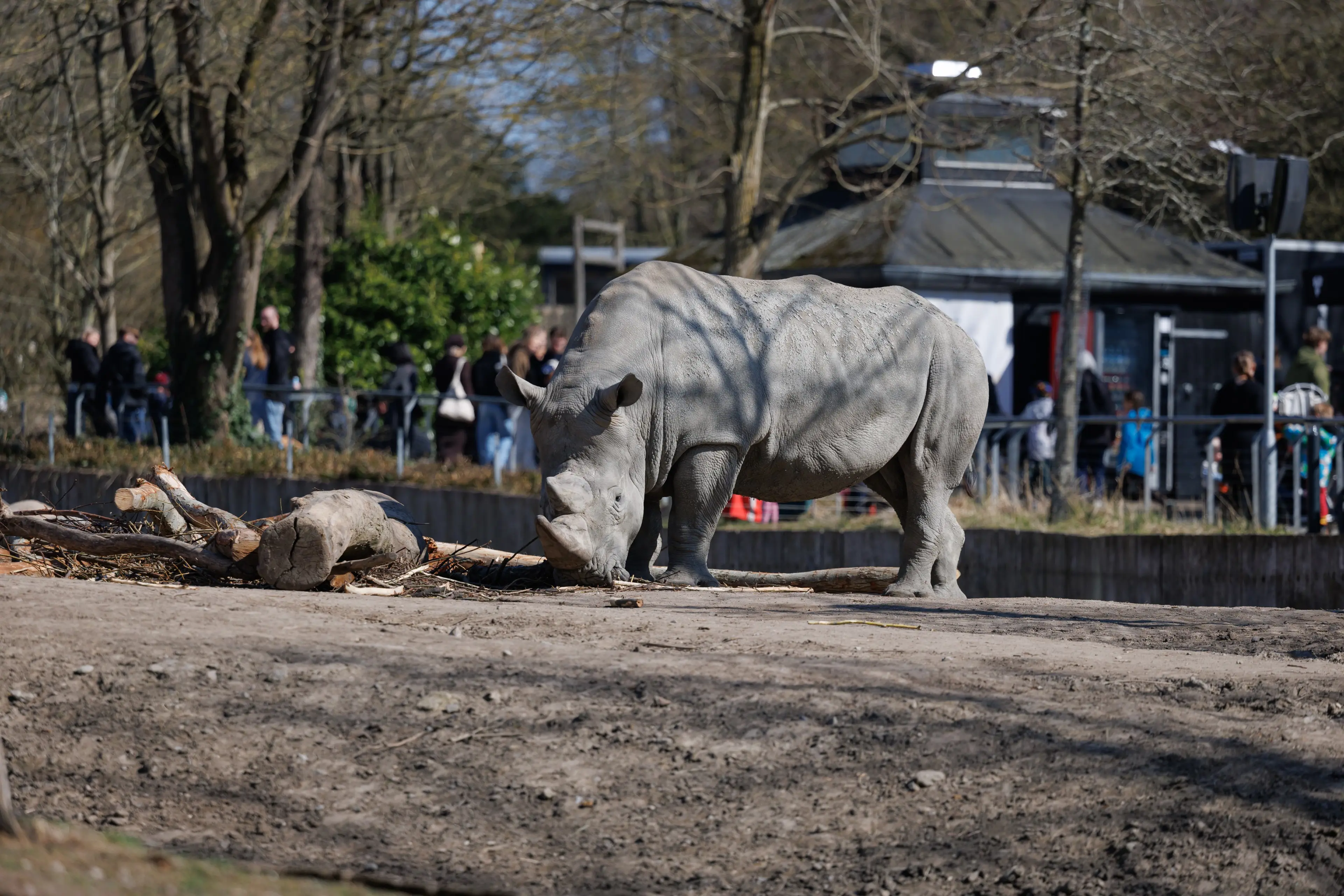 Næsehorn på savannen i København Zoo