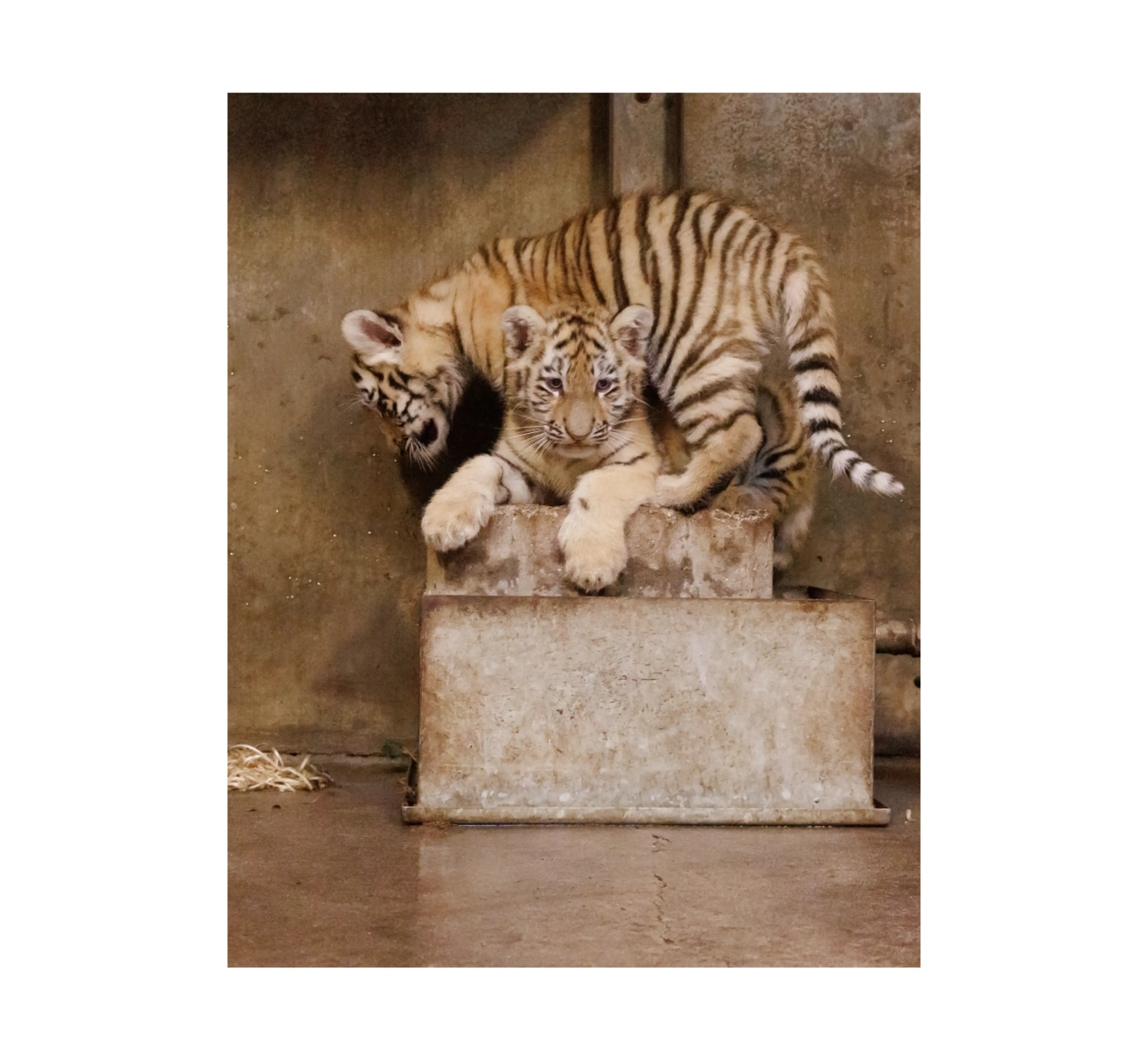 Tigerunger leger