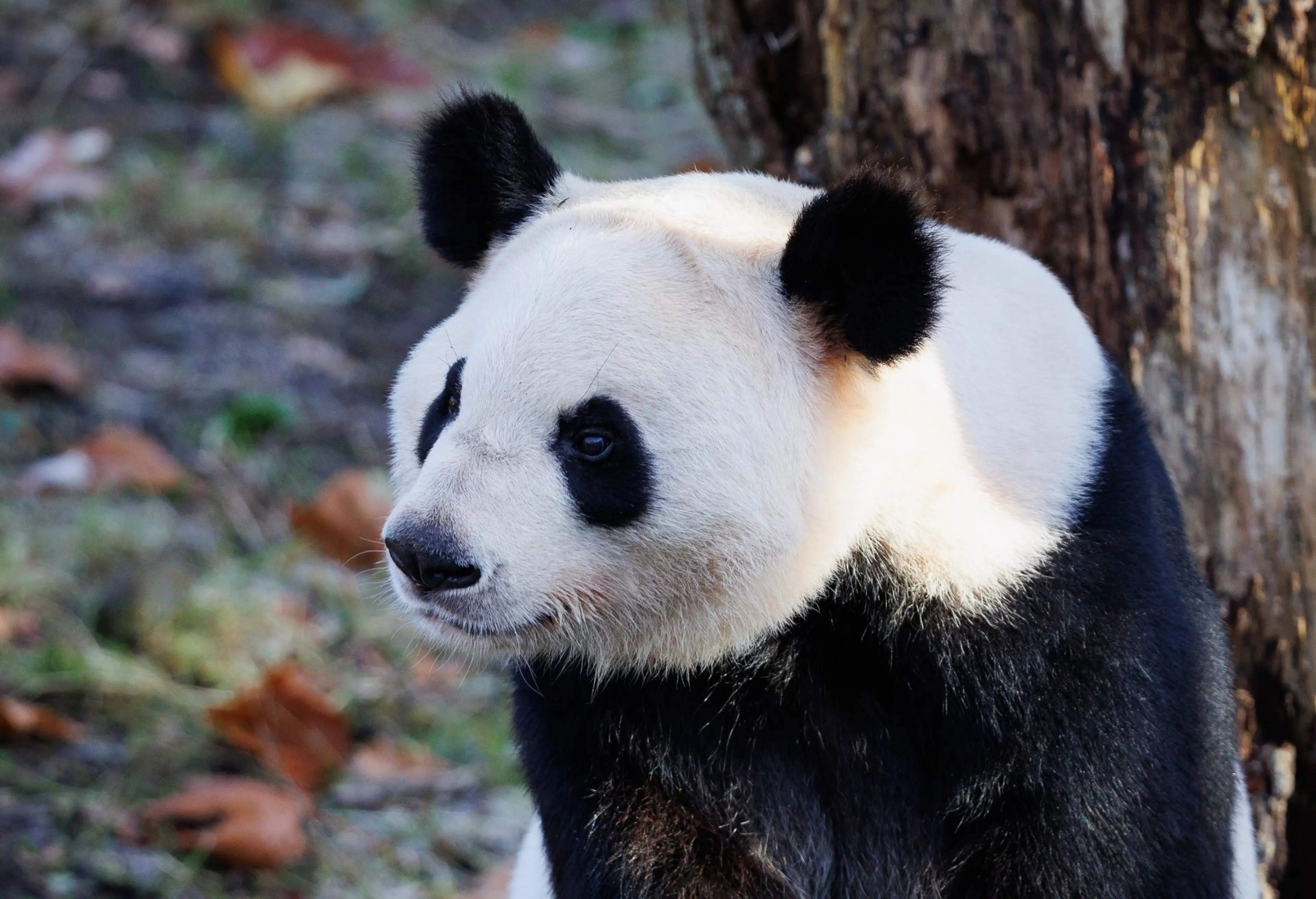Panda i København Zoologiske Have