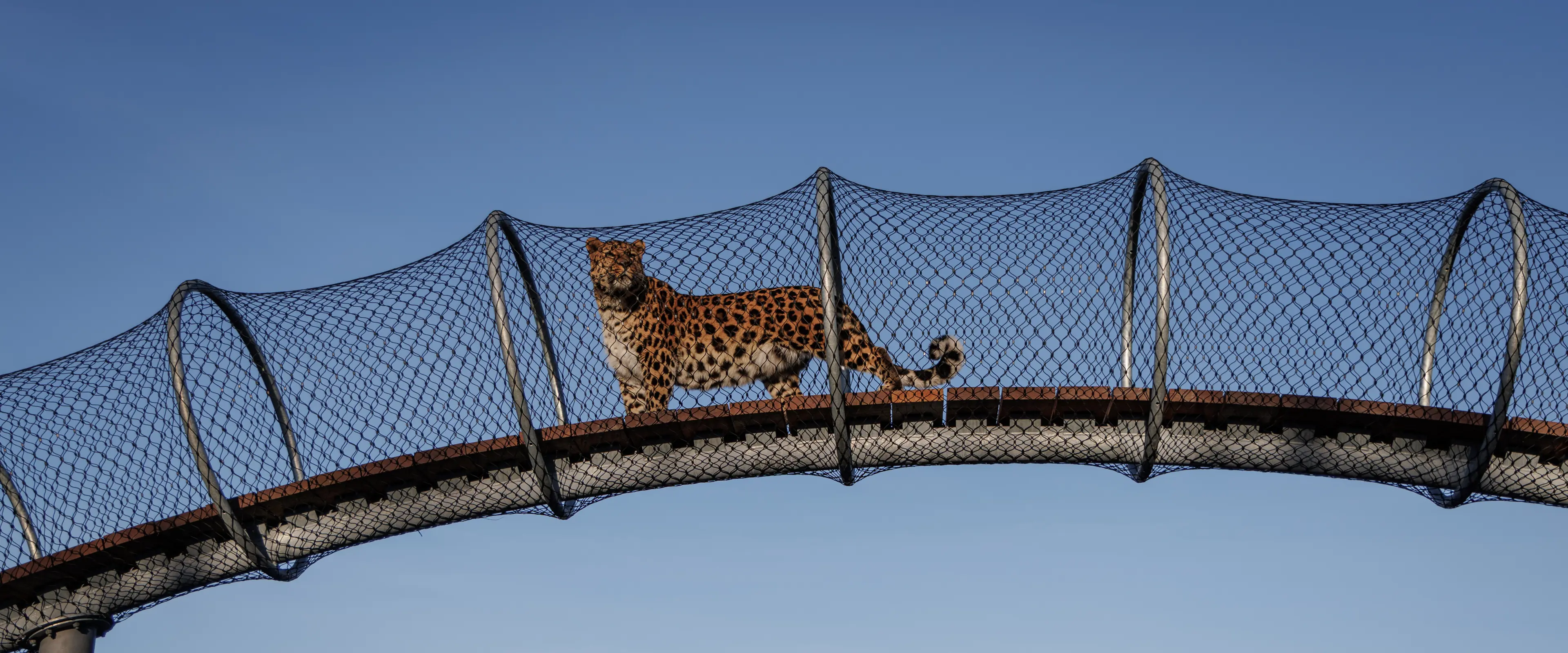 Amurleopard på den nye Leopardsti i Zoologisk Have København, åbnet marts 2026