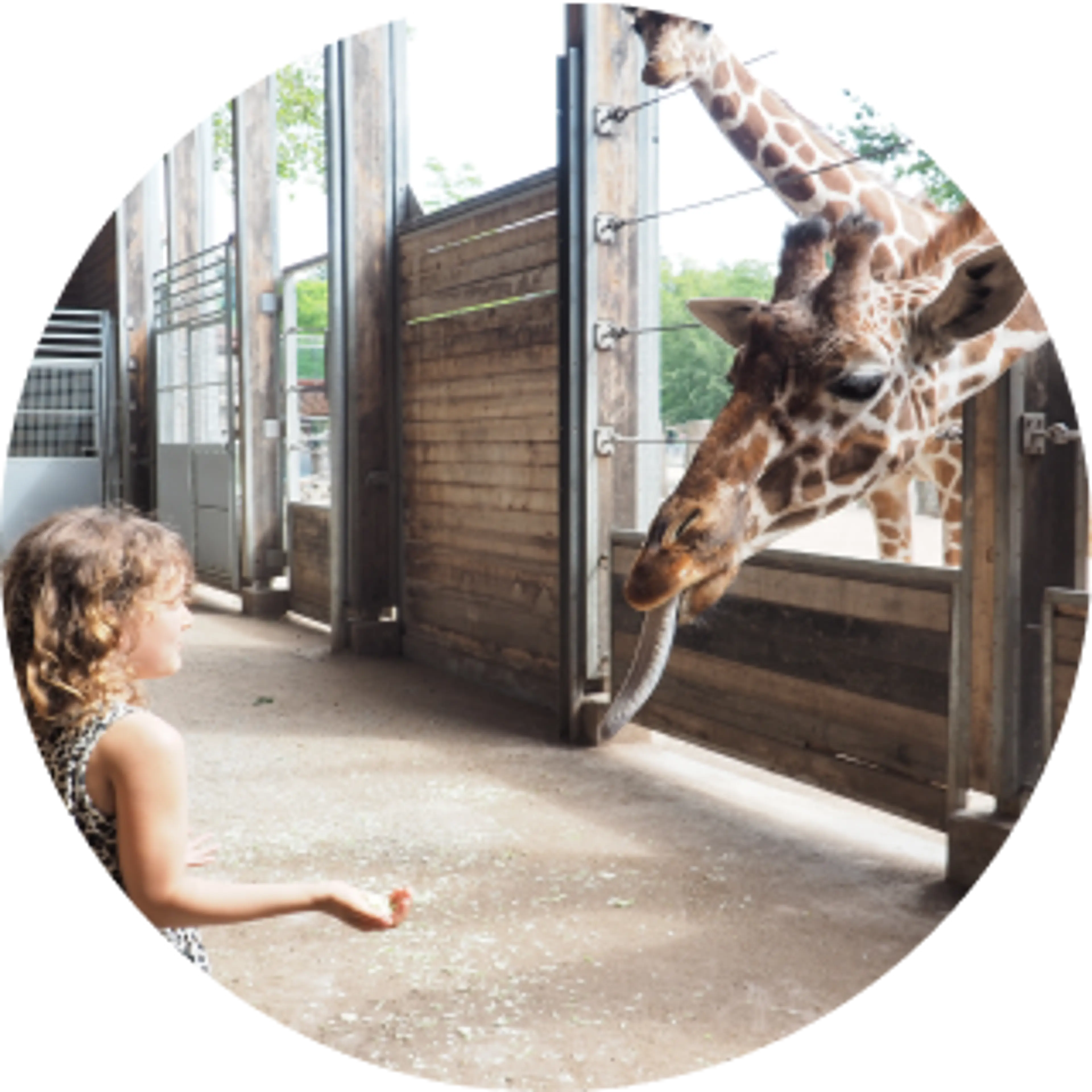Pige fodrer giraf