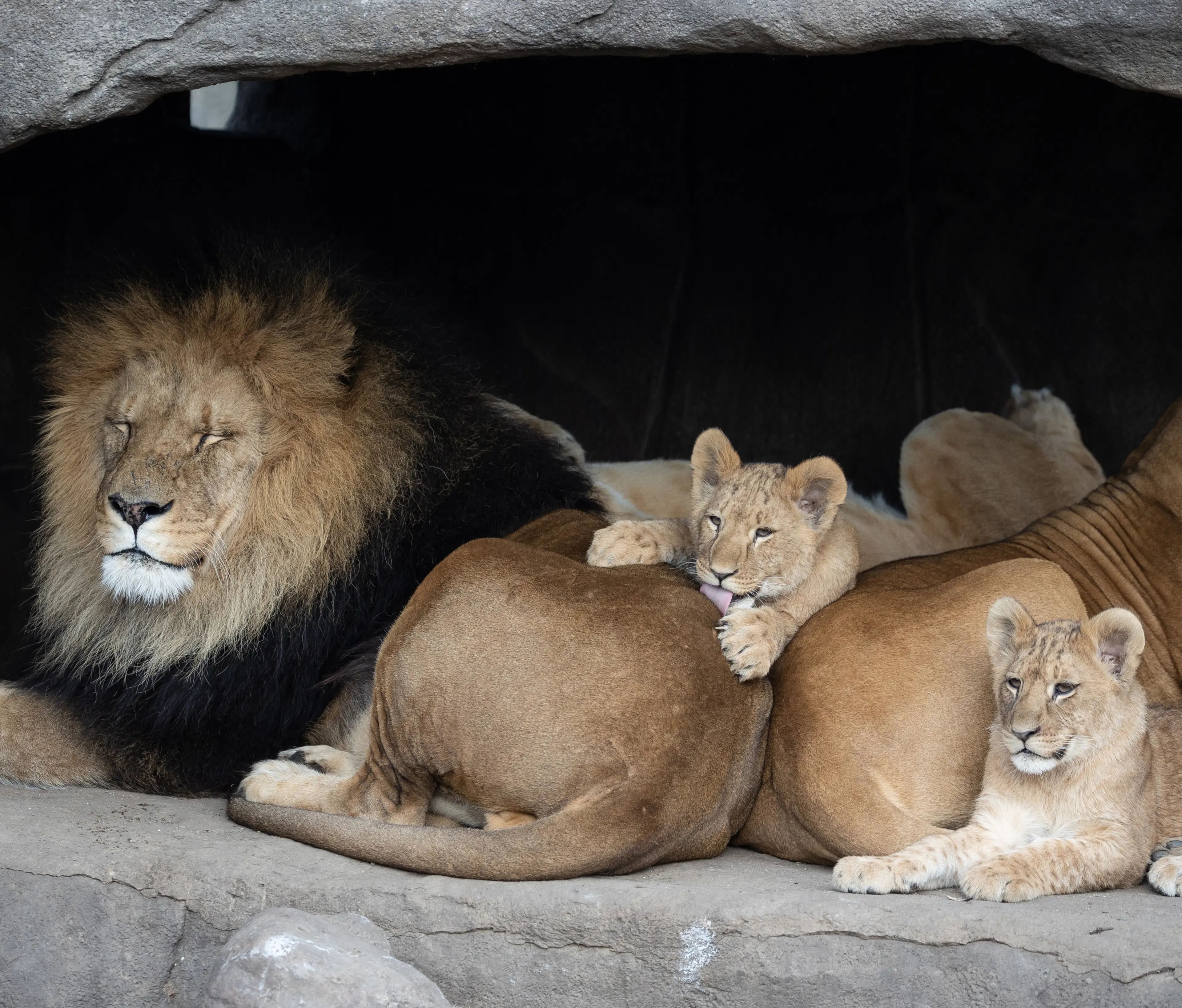 Lion family