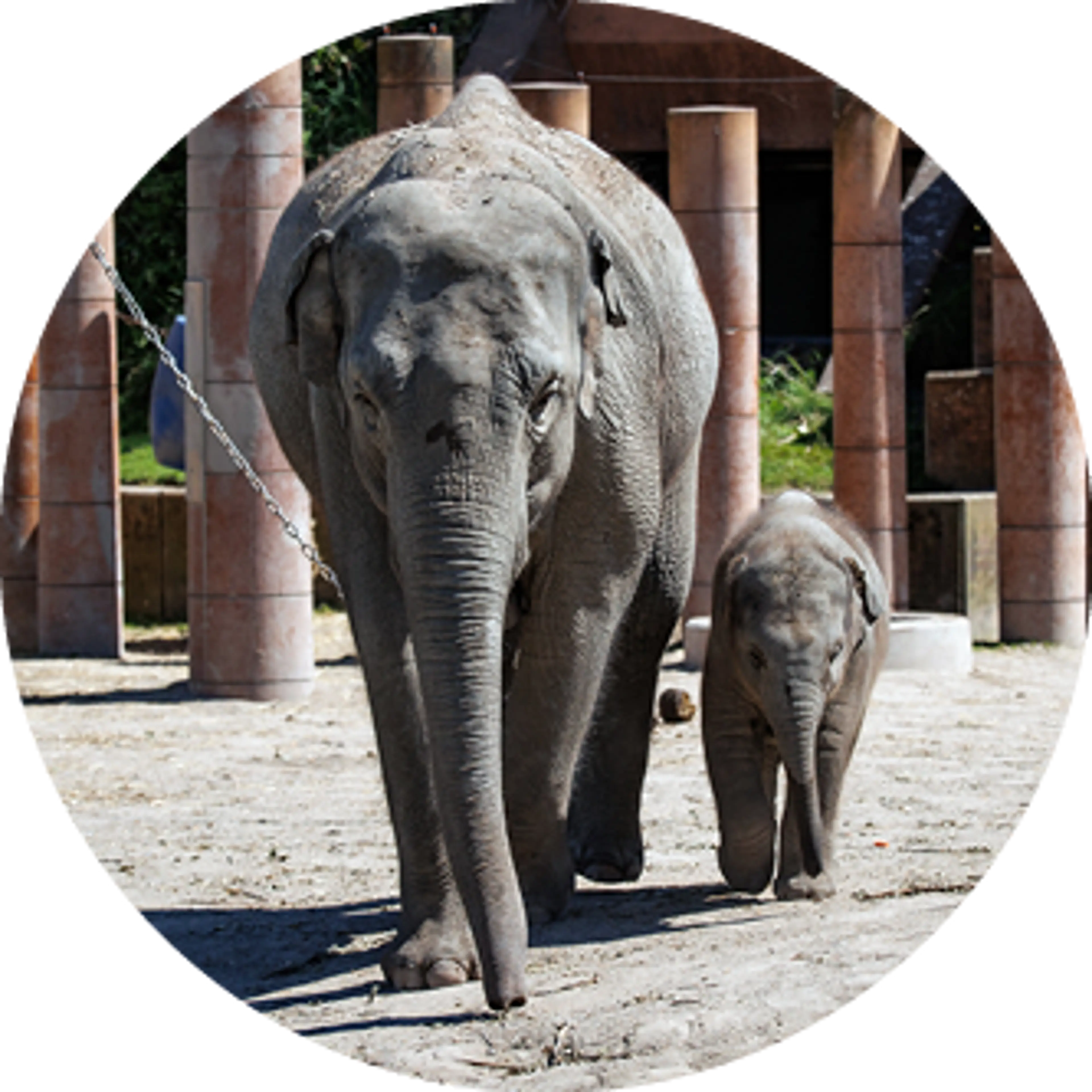 Elefant