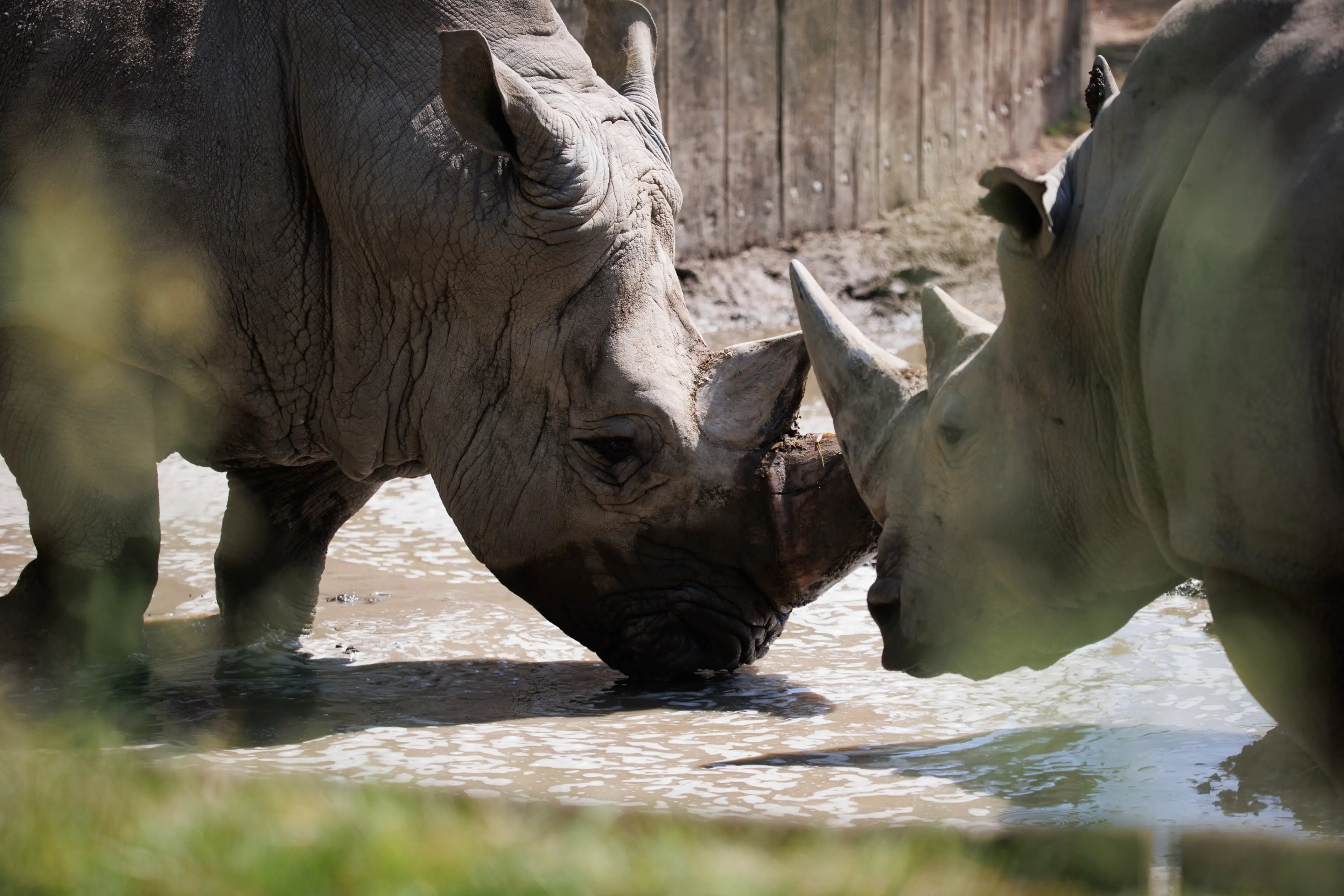 Two Rhinos in Copenhagen Zoo
