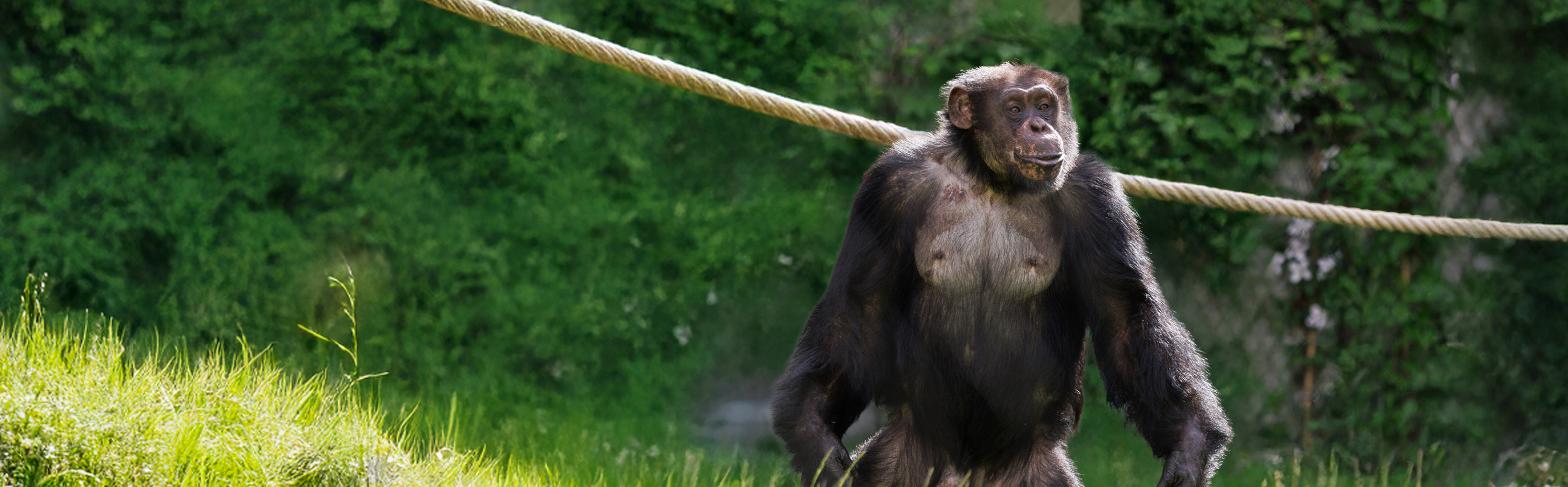 Abeskøn sommer i ZOO