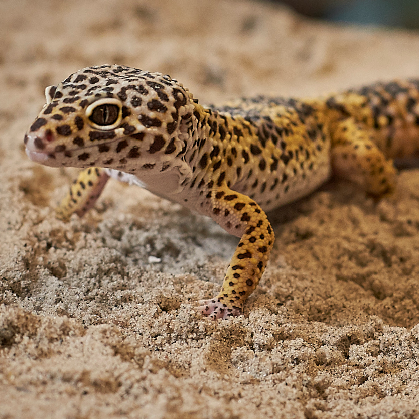 Get close to the fascinating leopard gecko at Copenhagen Zoo