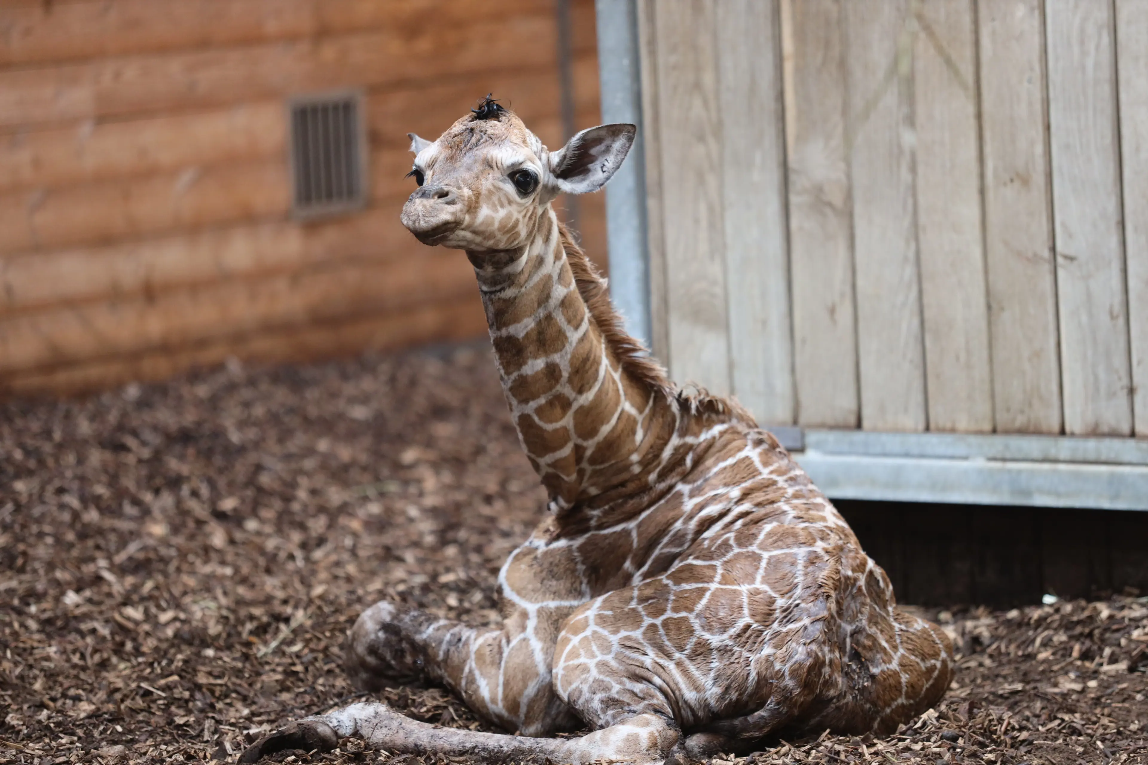 Girafunge født i København Zoo 22. juni 2026