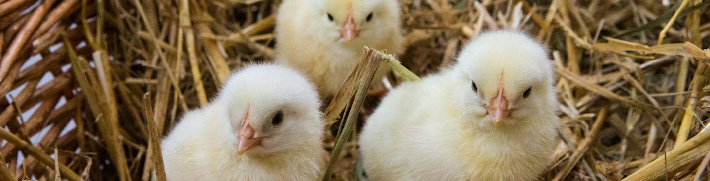 Tre nyklækkede påskekyllinger liggende tæt i halm i Børnezoo på Zoo København