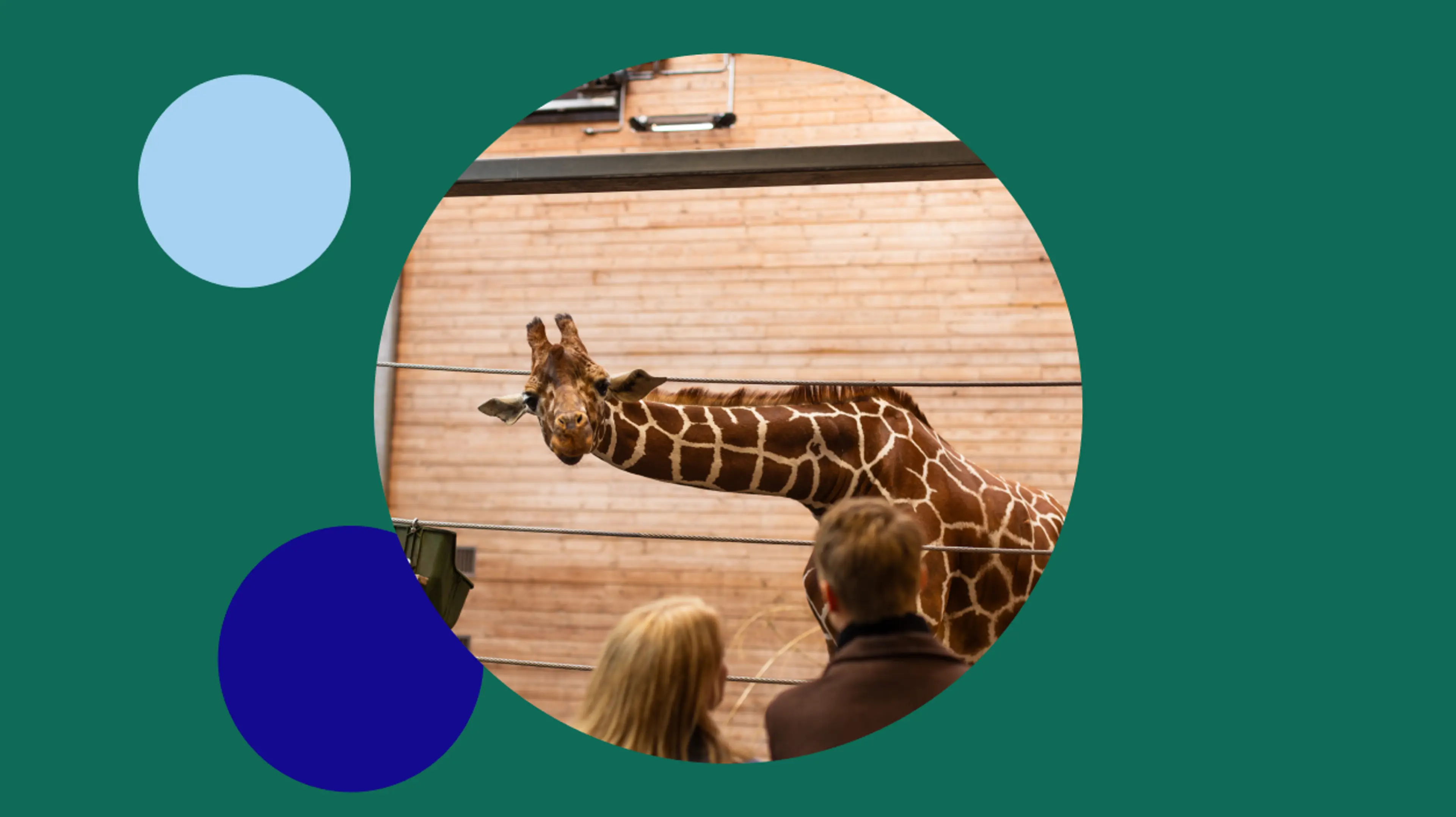 Oplev girafferne tæt på